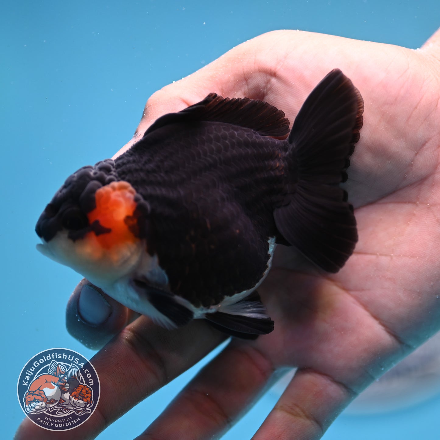 FREE2DAY Shipping - Tricolor Oranda 3 inches Body (250523_OR11)