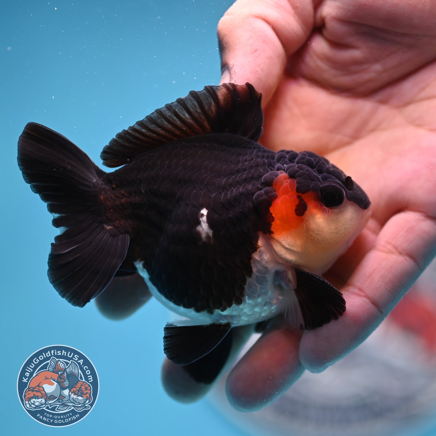 FREE2DAY Shipping - Tricolor Oranda 3 inches Body (250523_OR11)
