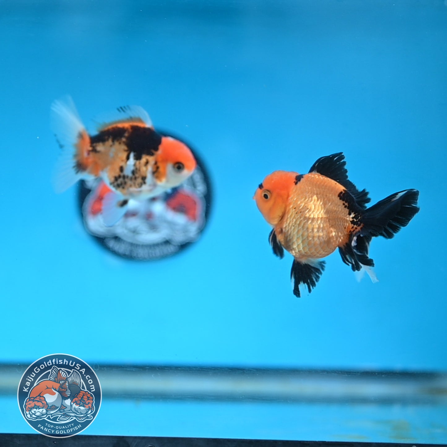 2-Pack Oranda 3 inches Body (250509_OR11)