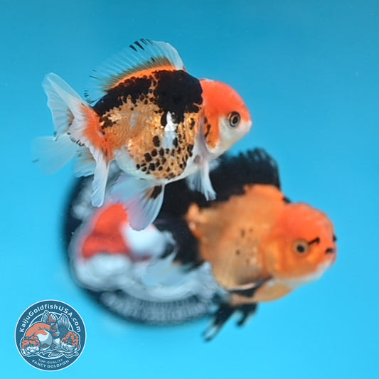 2-Pack Oranda 3 inches Body (250509_OR11)