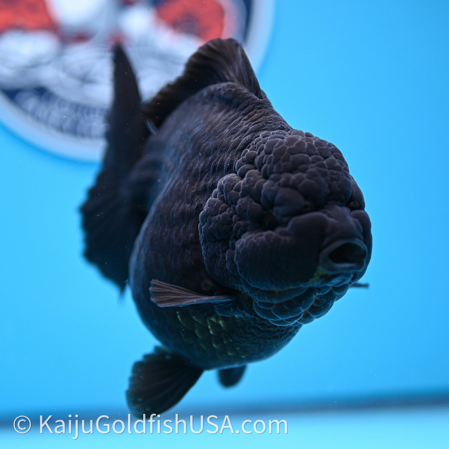 Jumbo Shogun Godzilla Jet Black Oranda 5in Body (240726_OR12) - Kaiju Goldfish USA