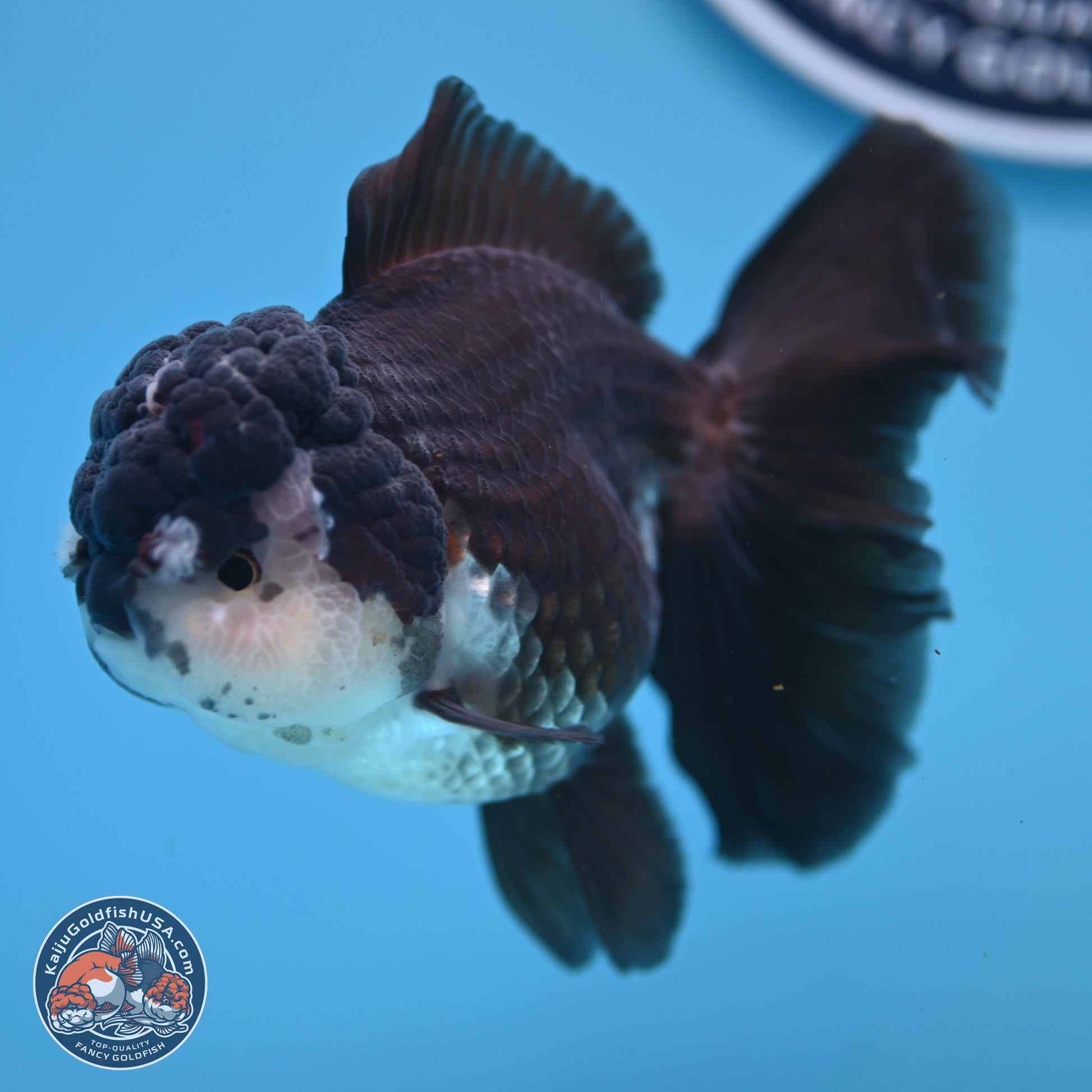 Panda Rose Tail Oranda 4.5 inches - Female (241206_OR12) - Kaiju Goldfish USA