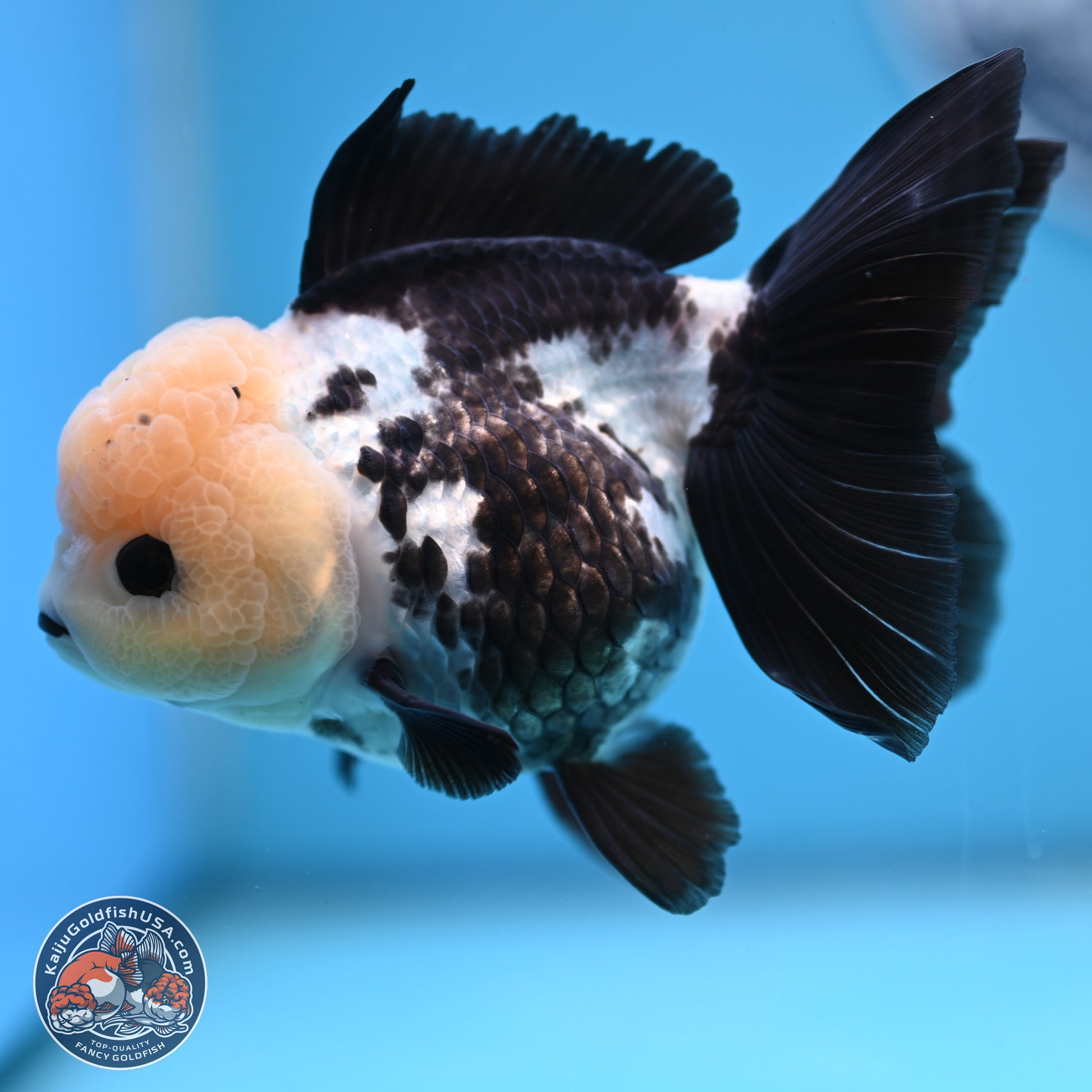 Panda Rose Tail Oranda 4.5 inches - Female (241122_OR12) - Kaiju Goldfish USA