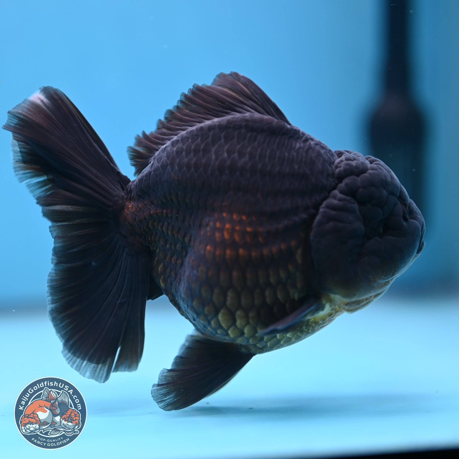 Jet Black Oranda 5.5 inches - Female (241115_OR12) - Kaiju Goldfish USA