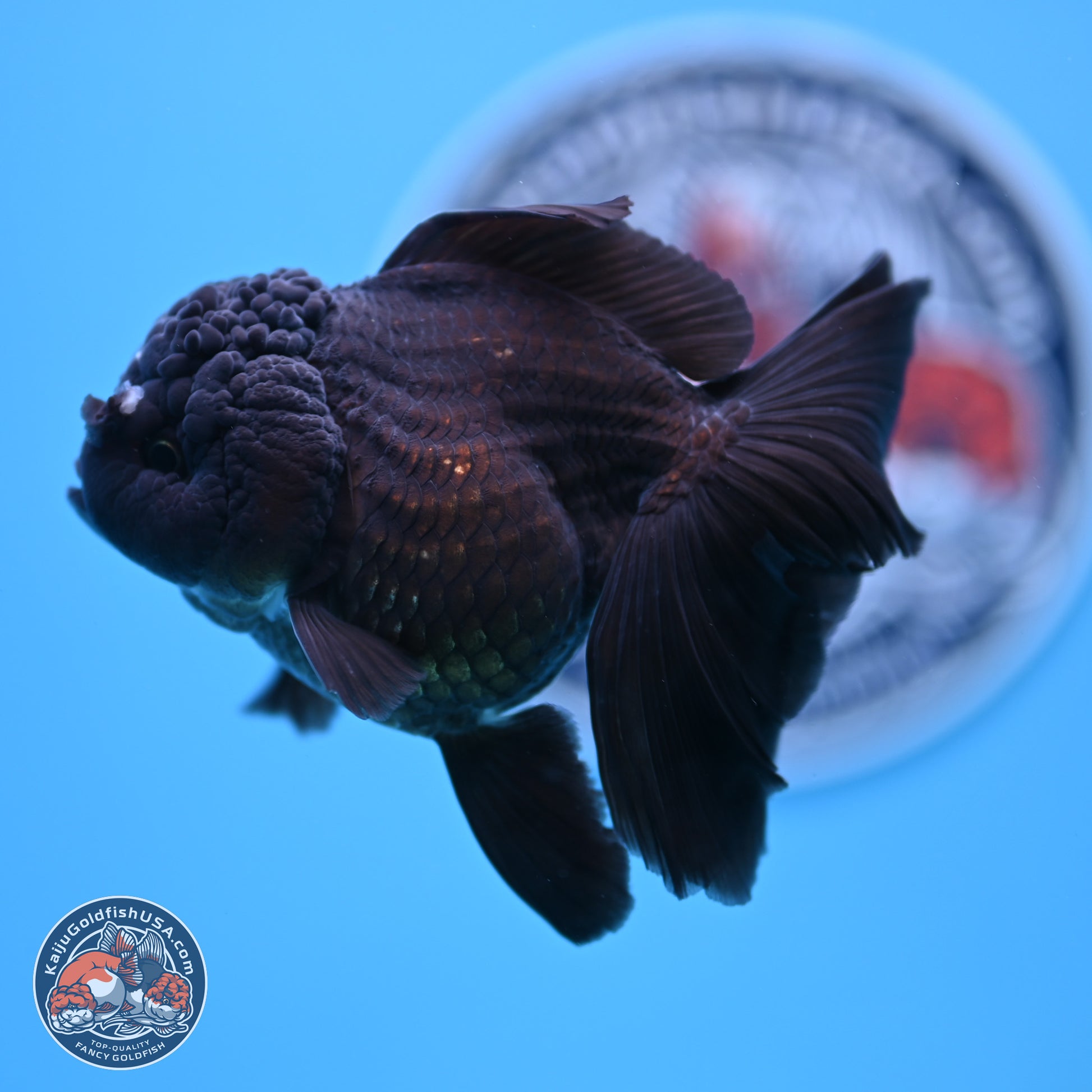 Black Rose Tail Oranda 3-4.5 inches (240906_OR12) - Kaiju Goldfish USA