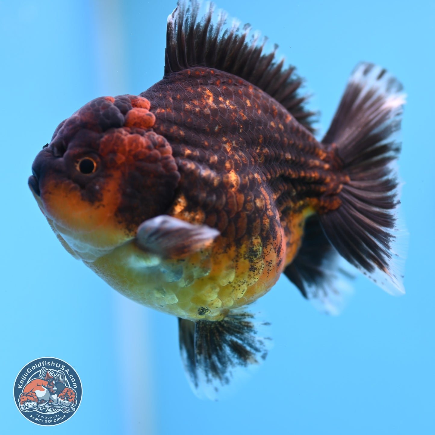 Shogun Red Kirin Oranda 4 inches Body - Female (250207_OR12)