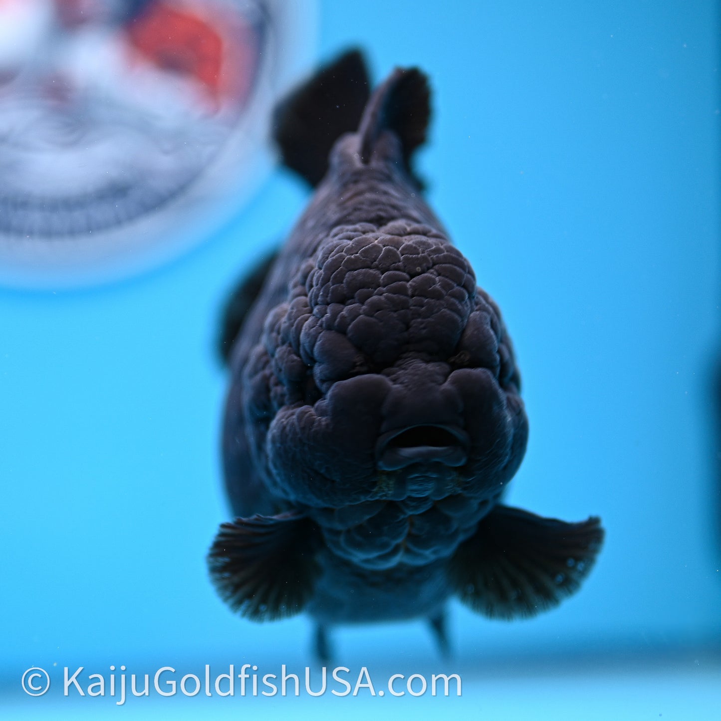 Jumbo Shogun Godzilla Jet Black Oranda 5in Body (240726_OR12) - Kaiju Goldfish USA