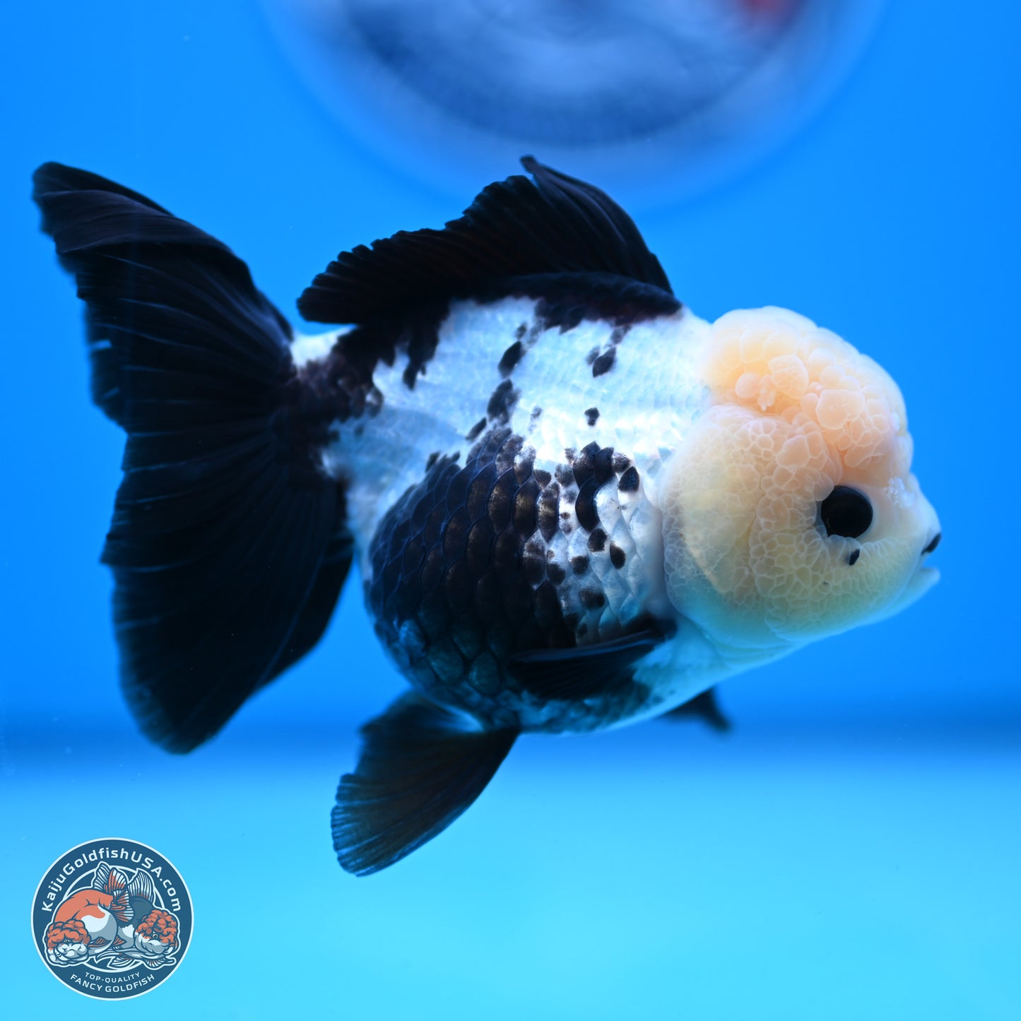 Panda Rose Tail Oranda 4.5 inches - Female (241122_OR12) - Kaiju Goldfish USA