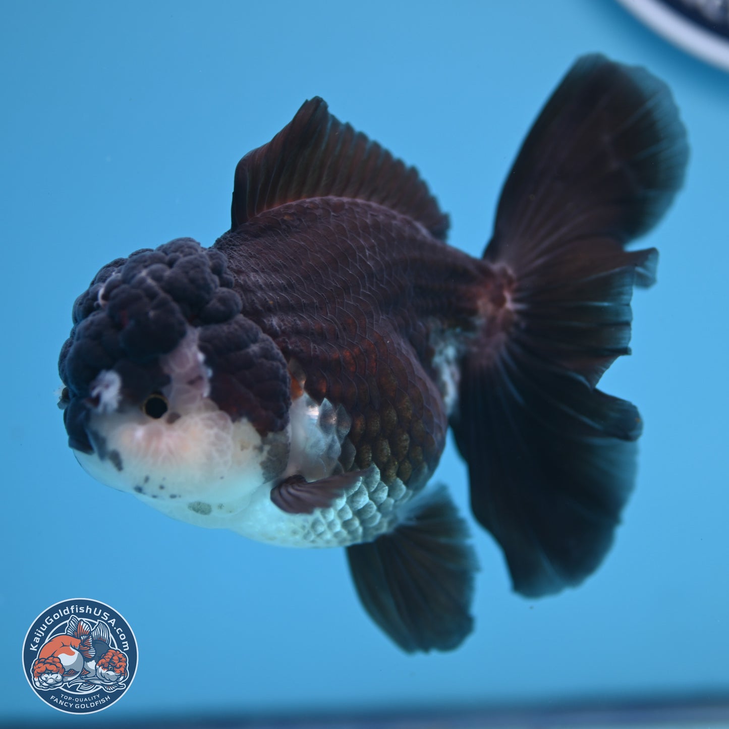 Panda Rose Tail Oranda 4.5 inches - Female (241206_OR12) - Kaiju Goldfish USA