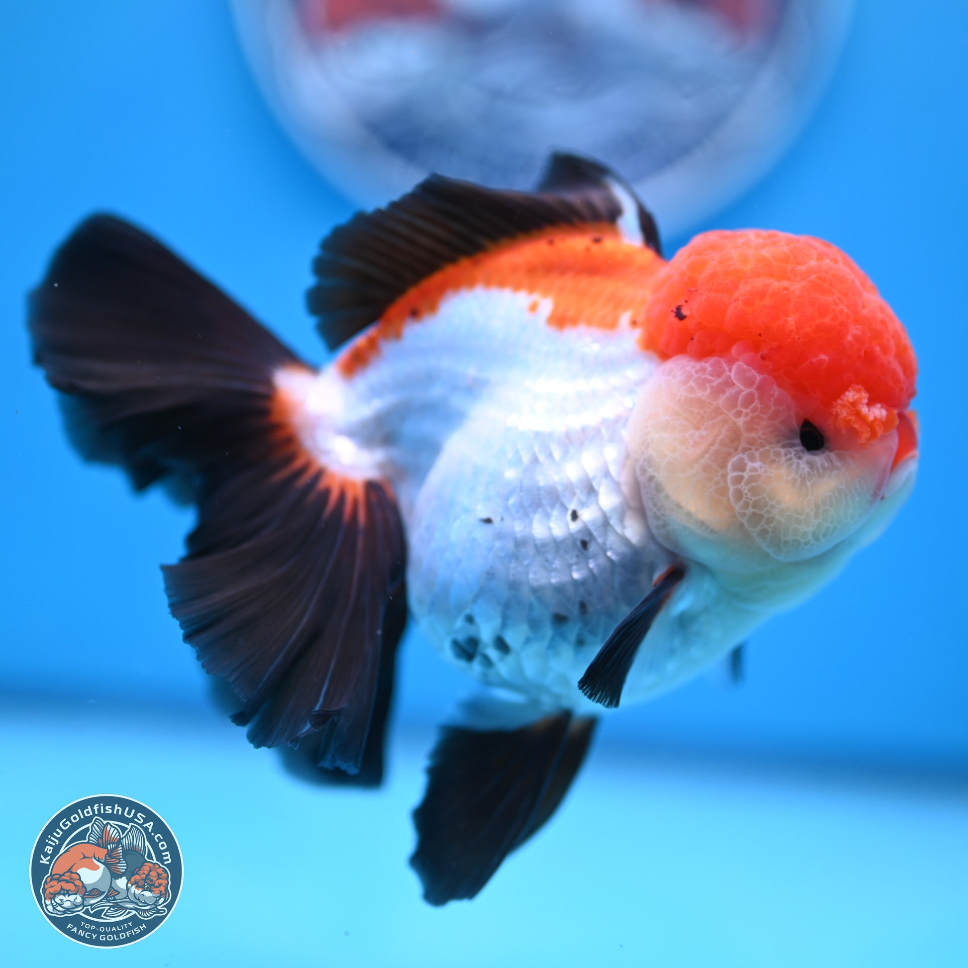 Large Tricolor Rose Tail Oranda 5.5 inches (241025_OR12) - Kaiju Goldfish USA