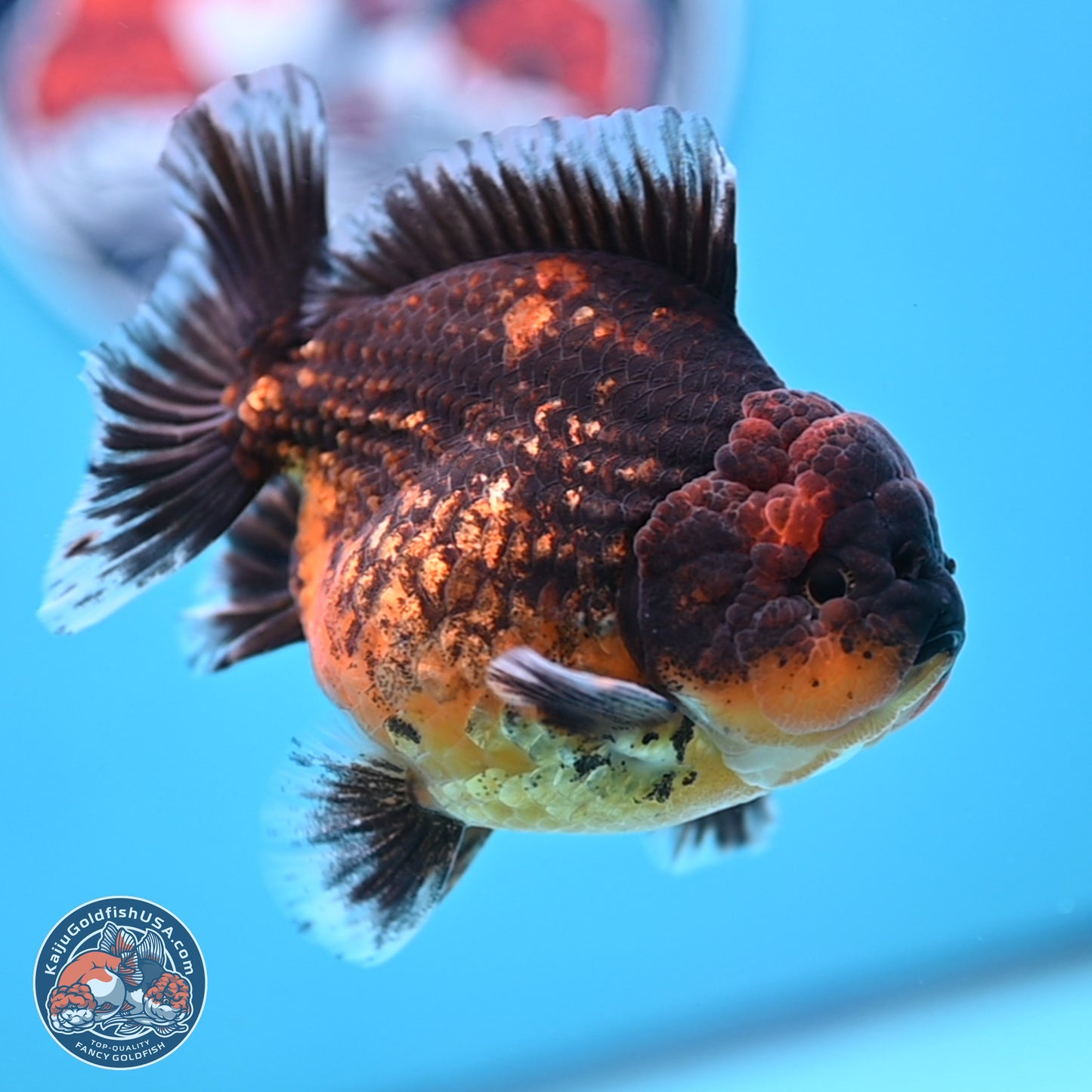 Shogun Red Kirin Oranda 4 inches Body - Female (250207_OR12)