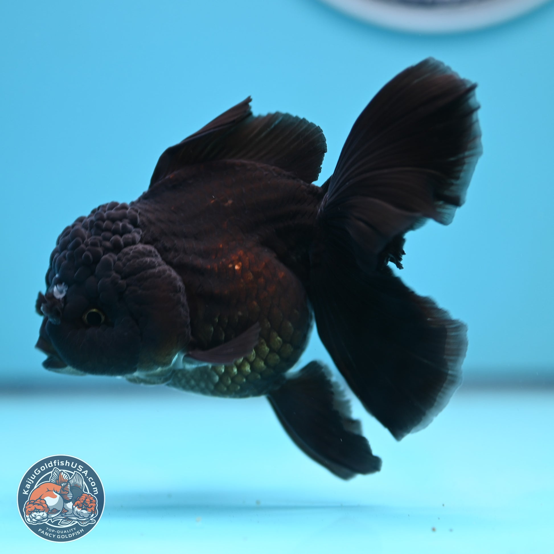 Black Rose Tail Oranda 3-4.5 inches (240906_OR12) - Kaiju Goldfish USA