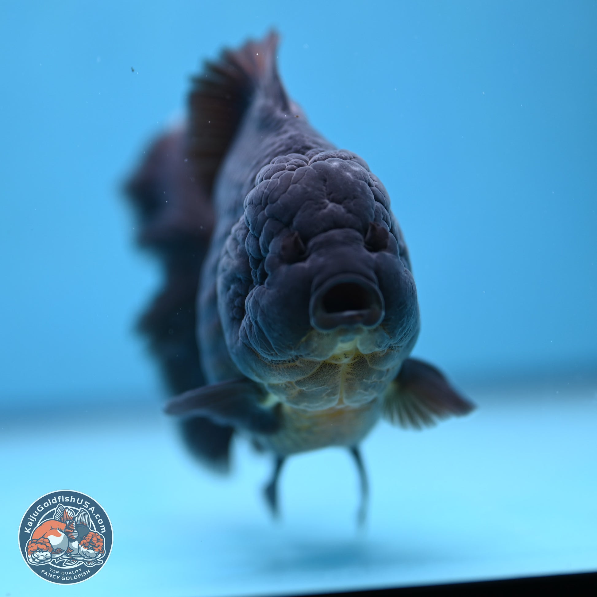 Jet Black Oranda 5.5 inches - Female (241115_OR12) - Kaiju Goldfish USA