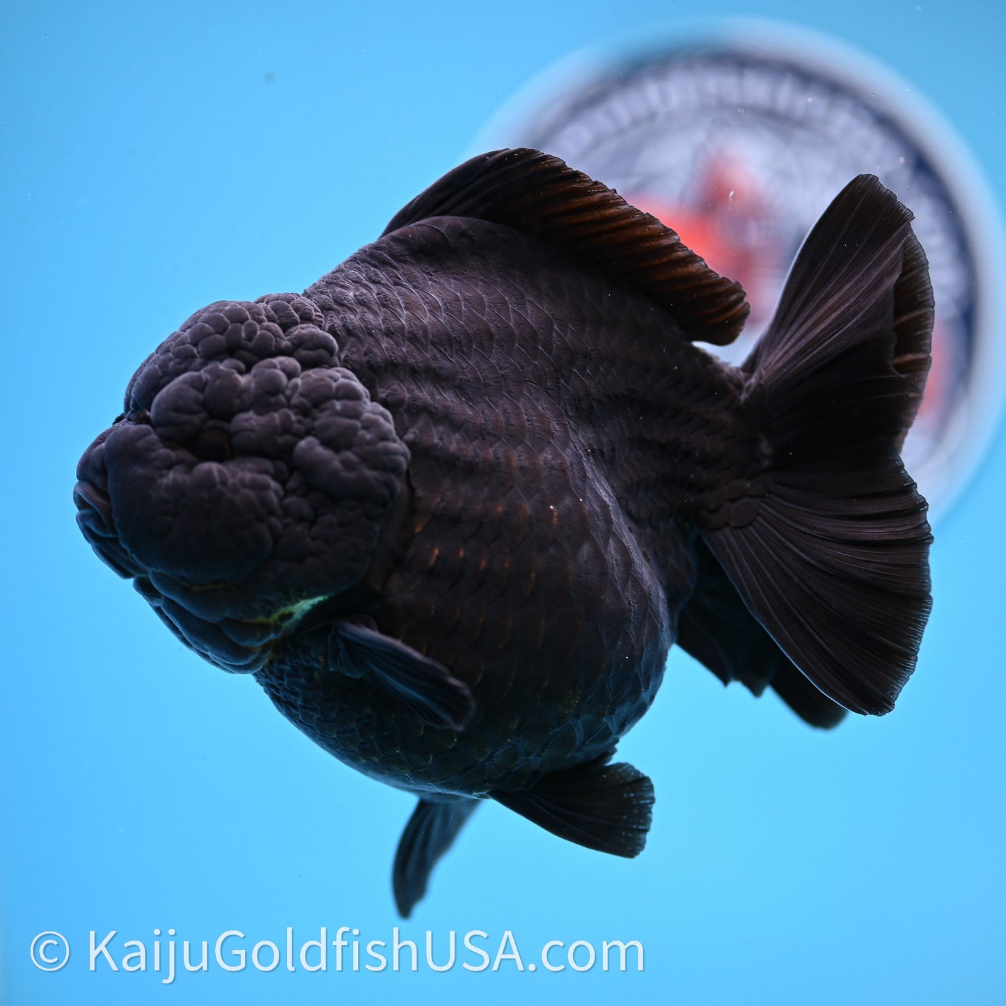 Jumbo Shogun Godzilla Jet Black Oranda 5in Body (240726_OR12) - Kaiju Goldfish USA