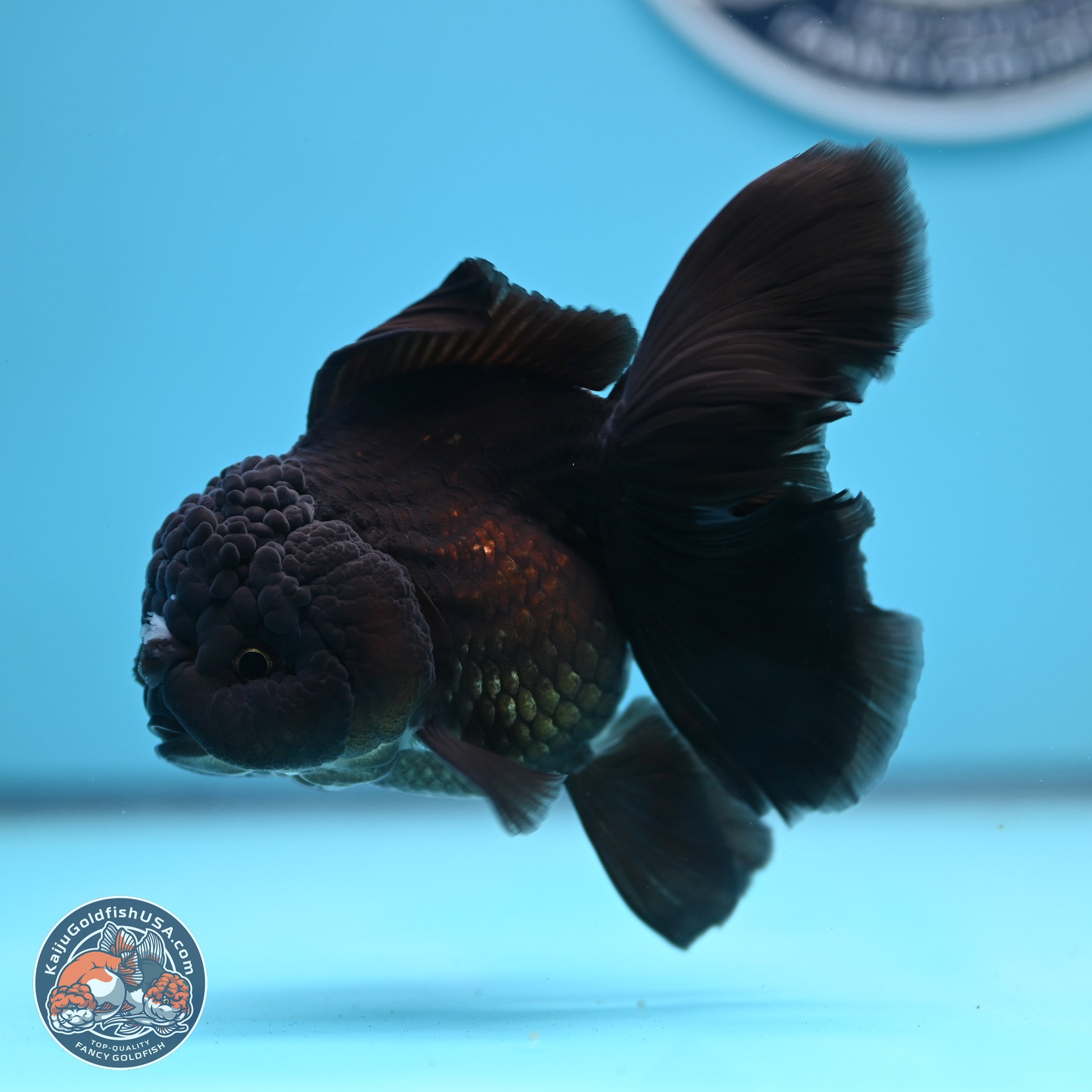 Black Rose Tail Oranda 3-4.5 inches (240906_OR12) - Kaiju Goldfish USA