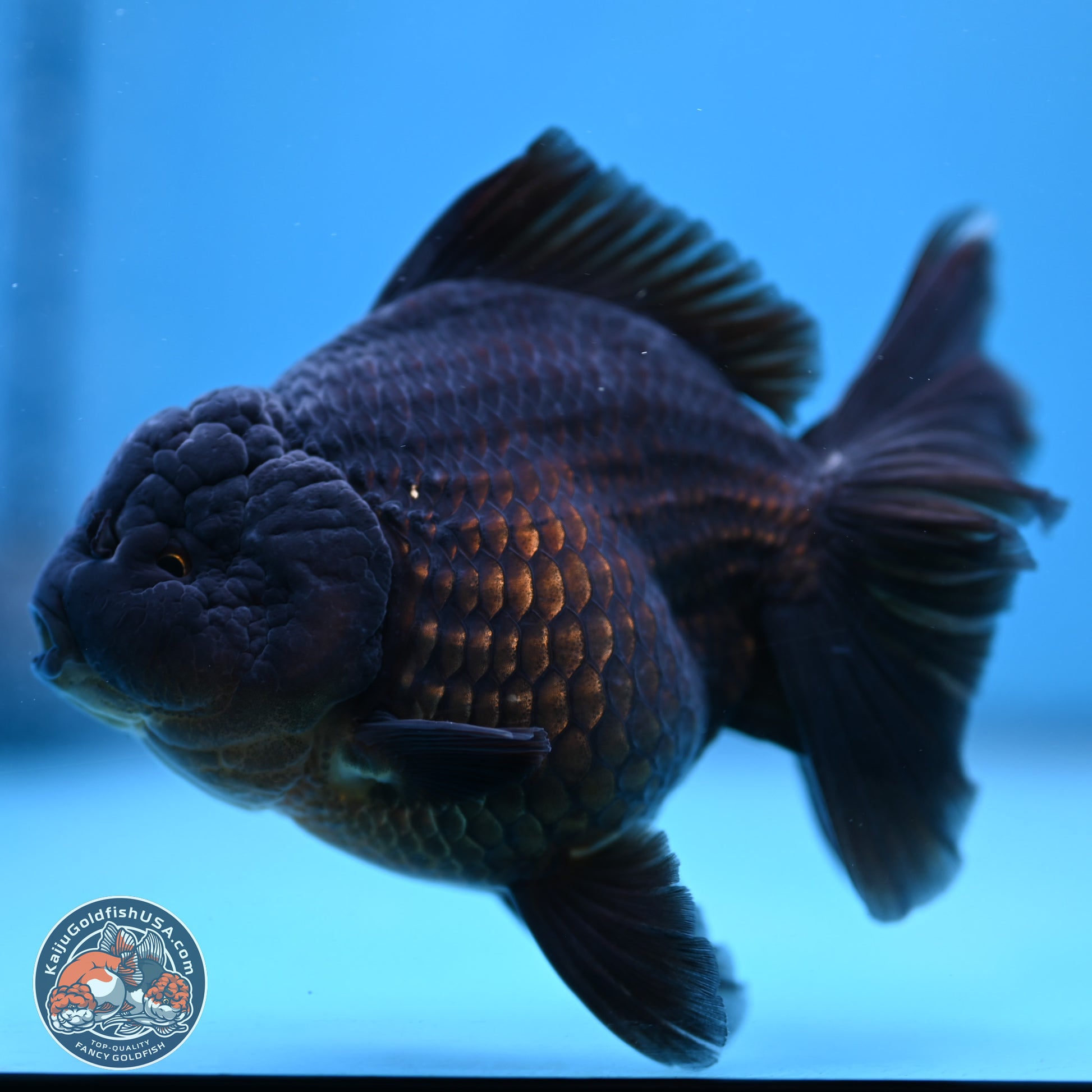 Jet Black Oranda 5.5 inches - Female (241115_OR12) - Kaiju Goldfish USA