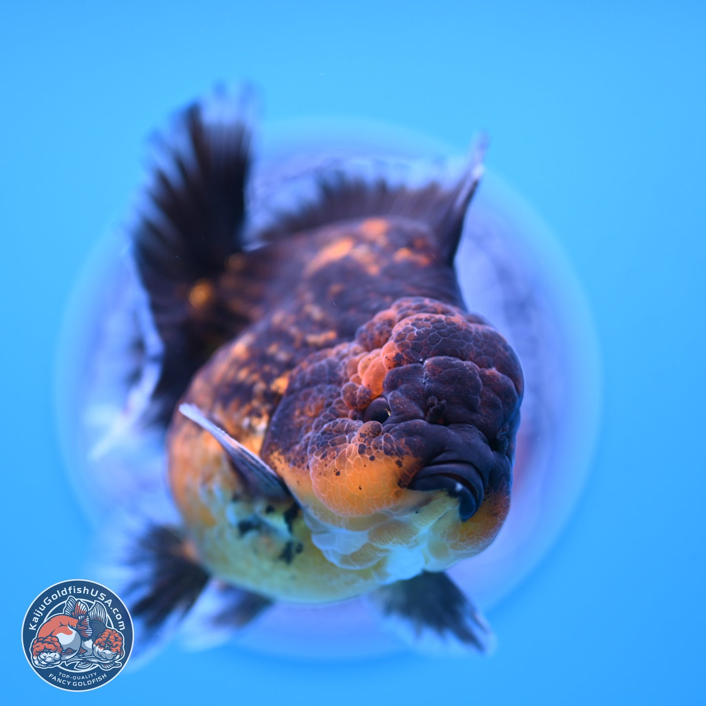 Shogun Red Kirin Oranda 4 inches Body - Female (250207_OR12)