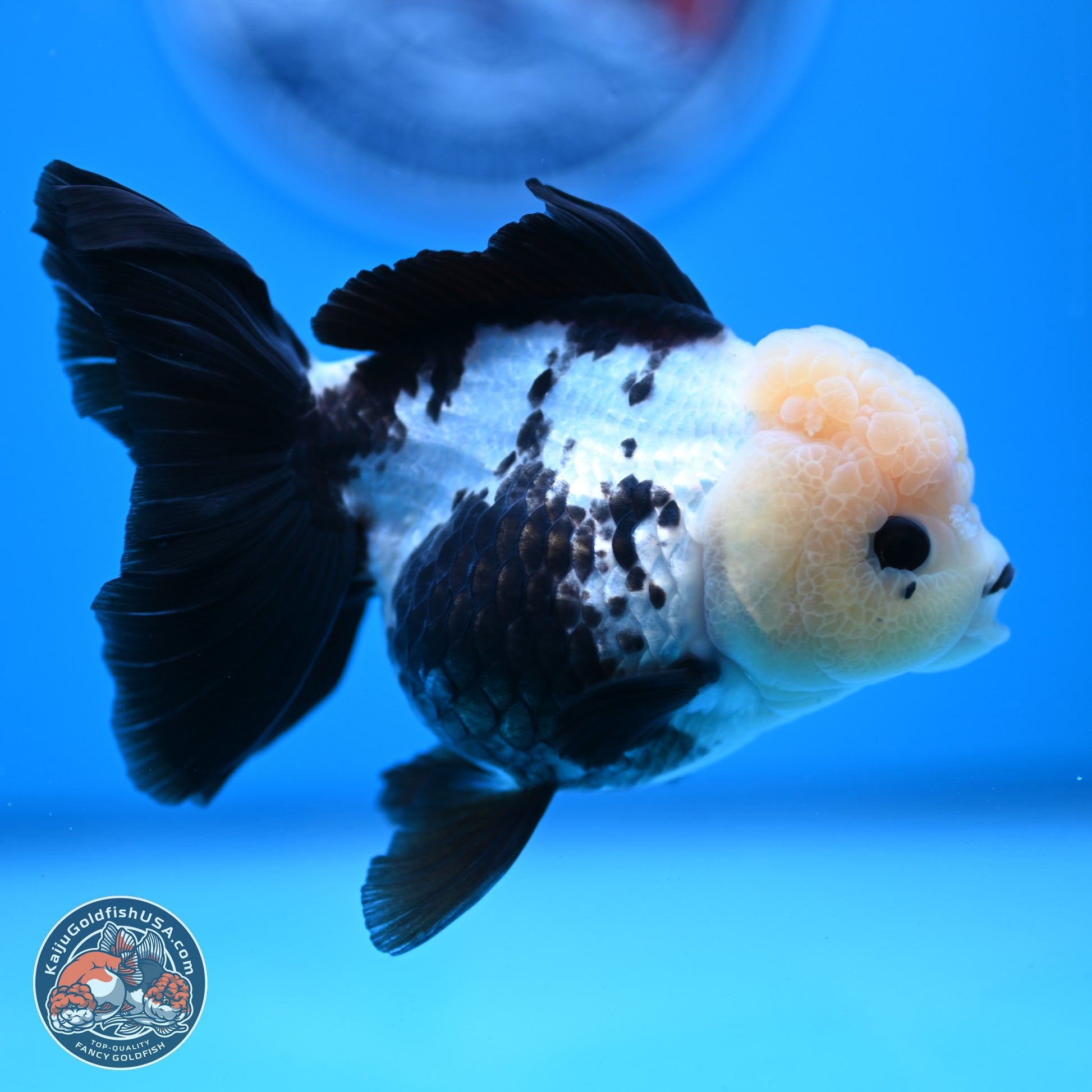 Panda Rose Tail Oranda 4.5 inches - Female (241122_OR12) - Kaiju Goldfish USA