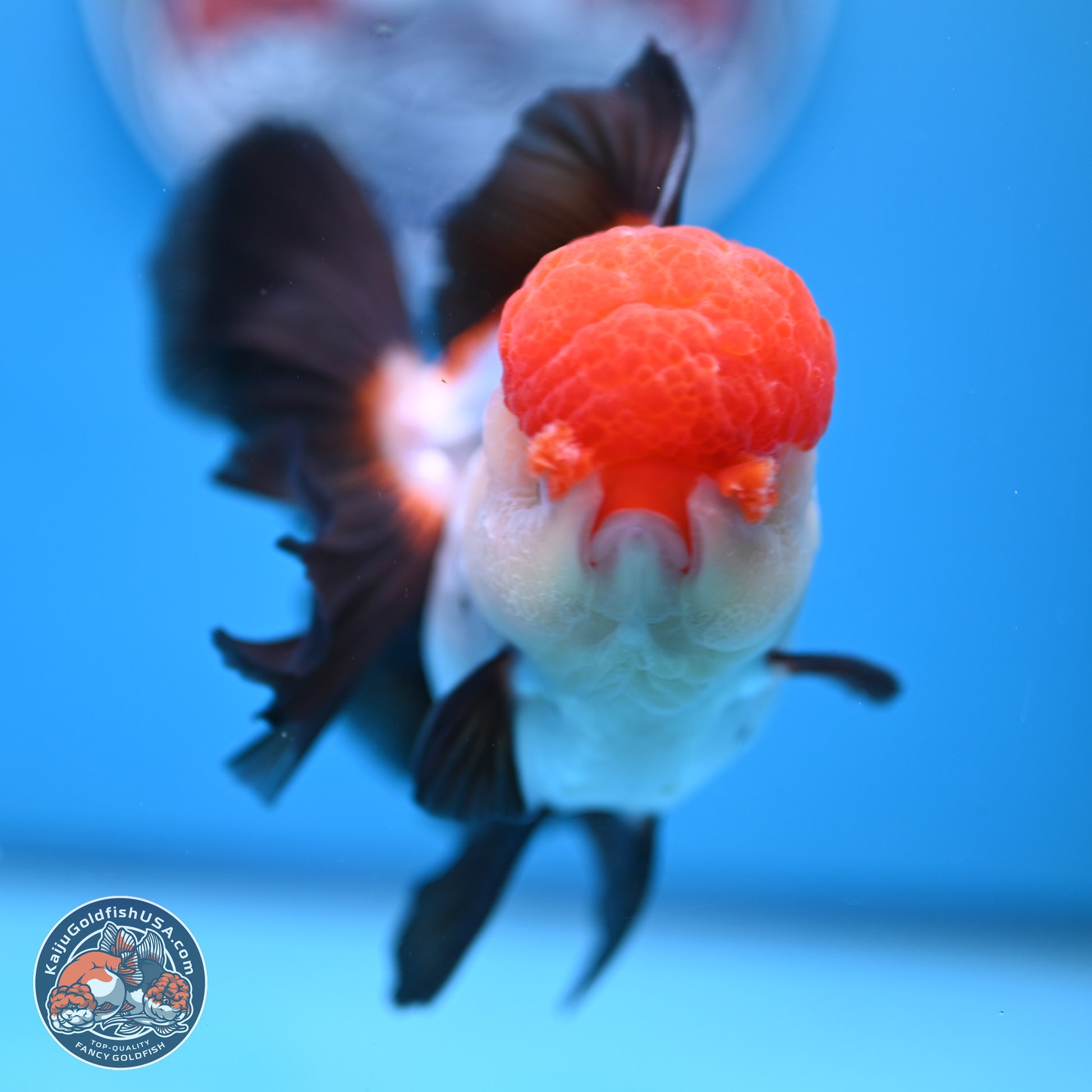 Large Tricolor Rose Tail Oranda 5.5 inches (241025_OR12) - Kaiju Goldfish USA