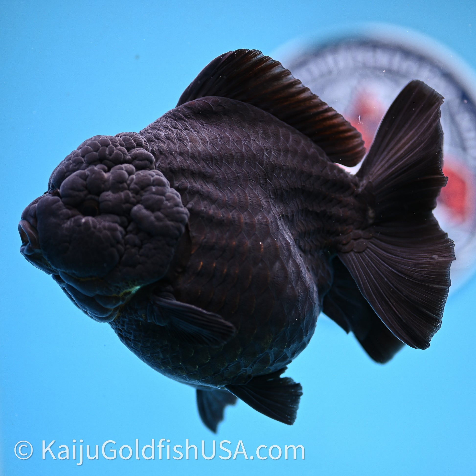 Jumbo Shogun Godzilla Jet Black Oranda 5in Body (240726_OR12) - Kaiju Goldfish USA