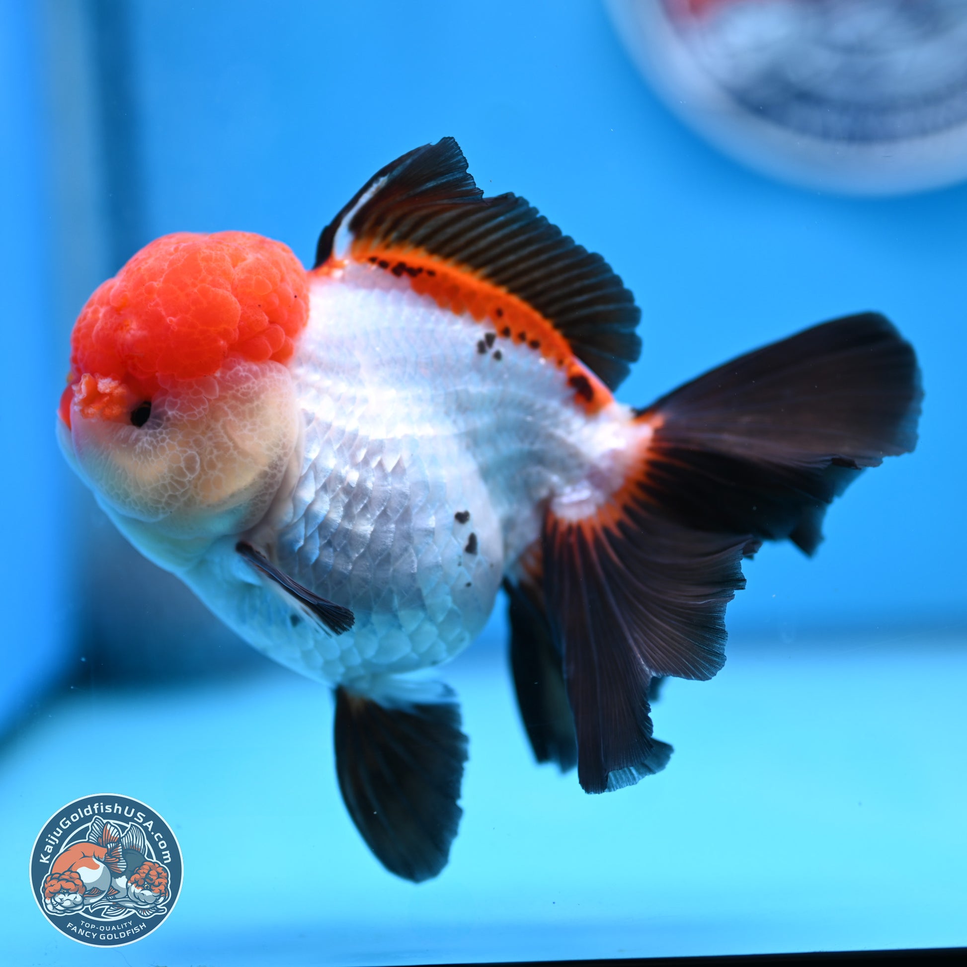 Large Tricolor Rose Tail Oranda 5.5 inches (241025_OR12) - Kaiju Goldfish USA