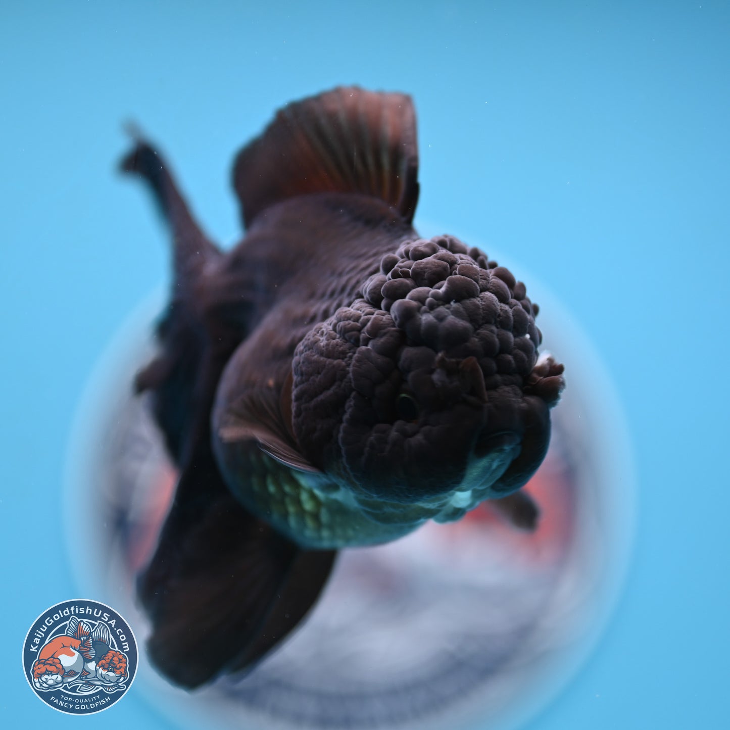 Black Rose Tail Oranda 3-4.5 inches (240906_OR12) - Kaiju Goldfish USA