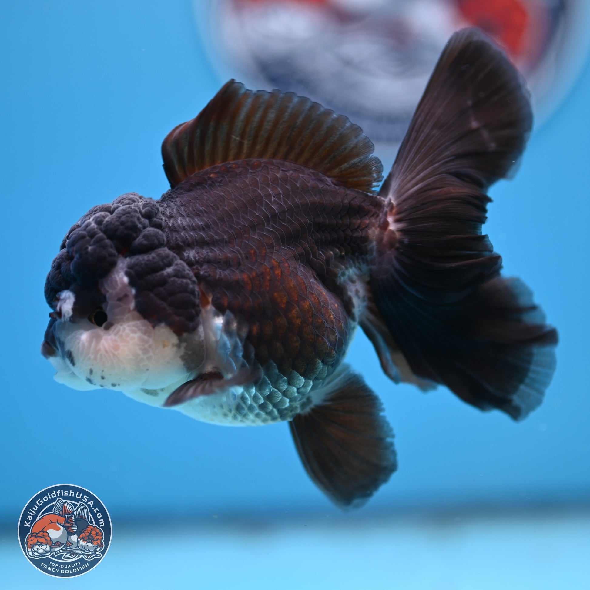 Panda Rose Tail Oranda 4.5 inches - Female (241206_OR12) - Kaiju Goldfish USA