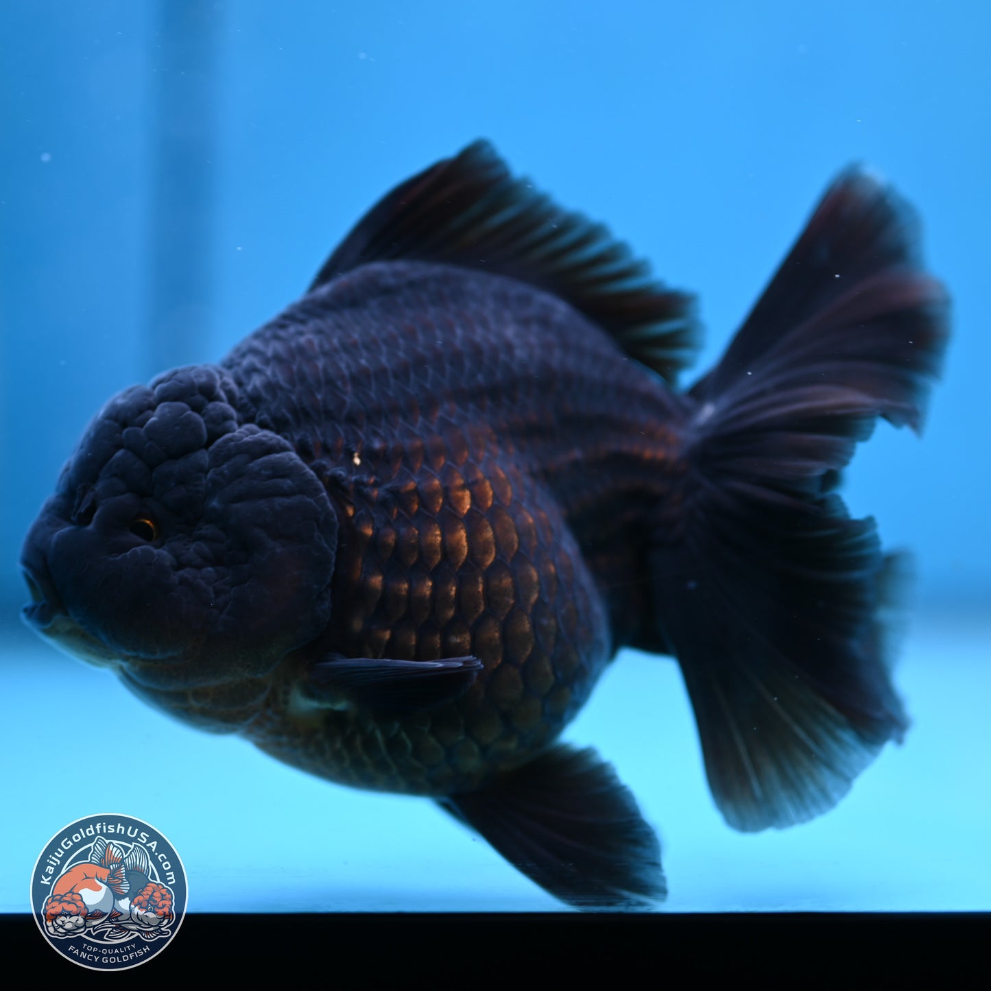 Jet Black Oranda 5.5 inches - Female (241115_OR12) - Kaiju Goldfish USA