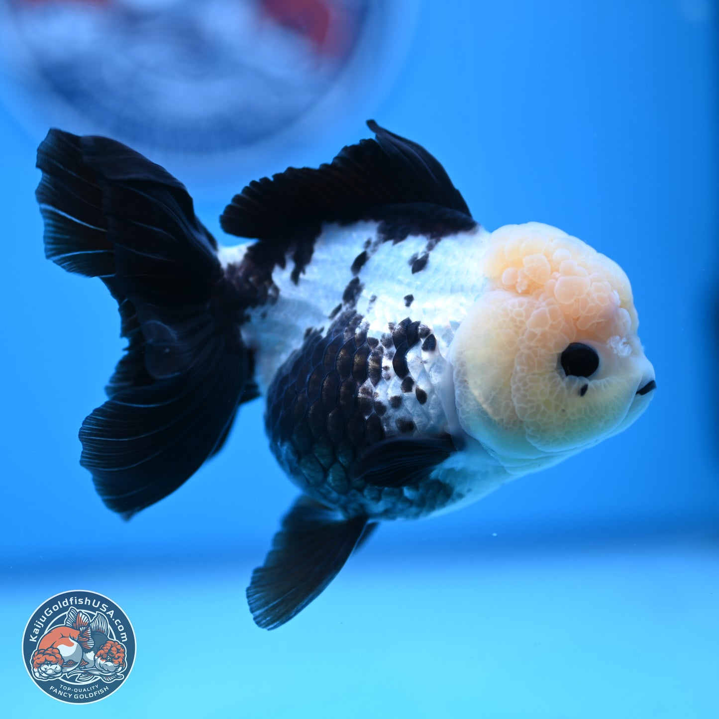 Panda Rose Tail Oranda 4.5 inches - Female (241122_OR12) - Kaiju Goldfish USA