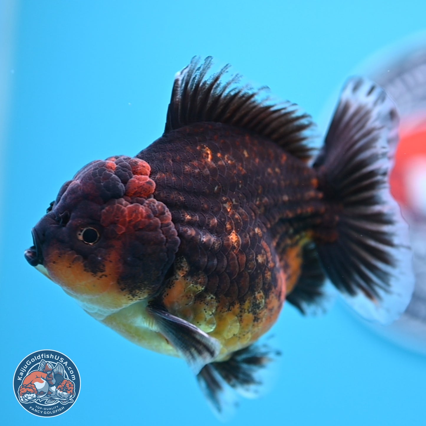 Shogun Red Kirin Oranda 4 inches Body - Female (250207_OR12)