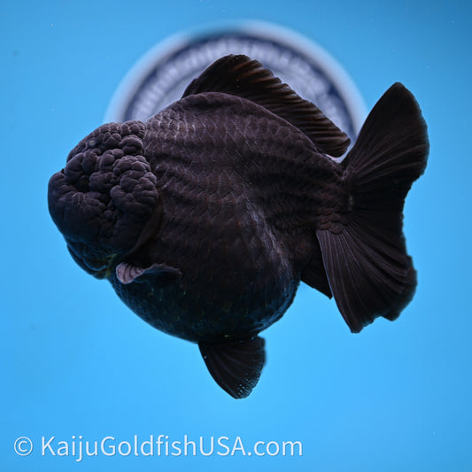 Jumbo Shogun Godzilla Jet Black Oranda 5in Body (240726_OR12) - Kaiju Goldfish USA