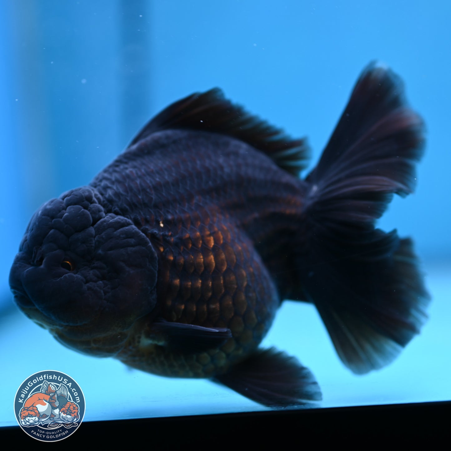 Jet Black Oranda 5.5 inches - Female (241115_OR12) - Kaiju Goldfish USA