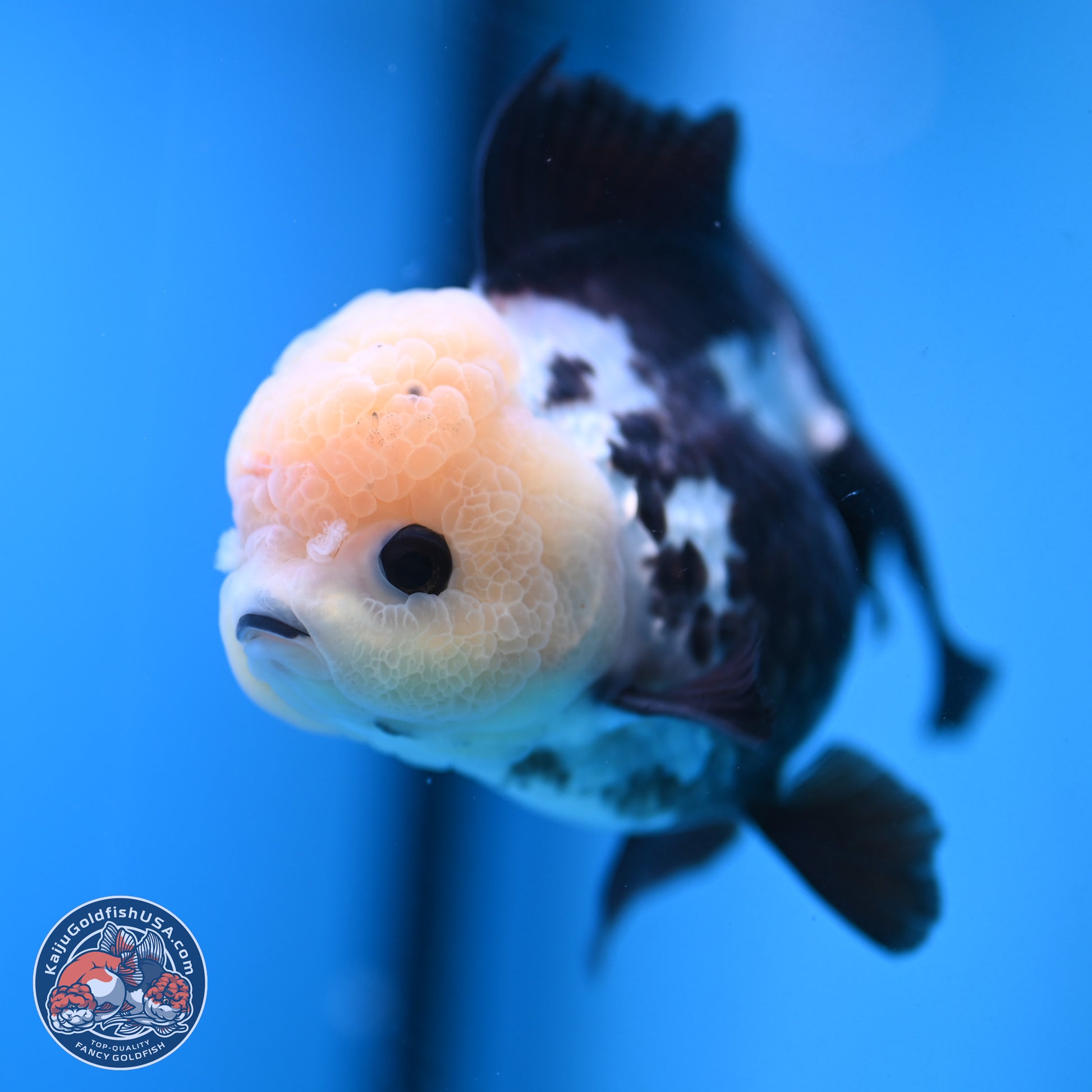 Panda Rose Tail Oranda 4.5 inches - Female (241122_OR12) - Kaiju Goldfish USA