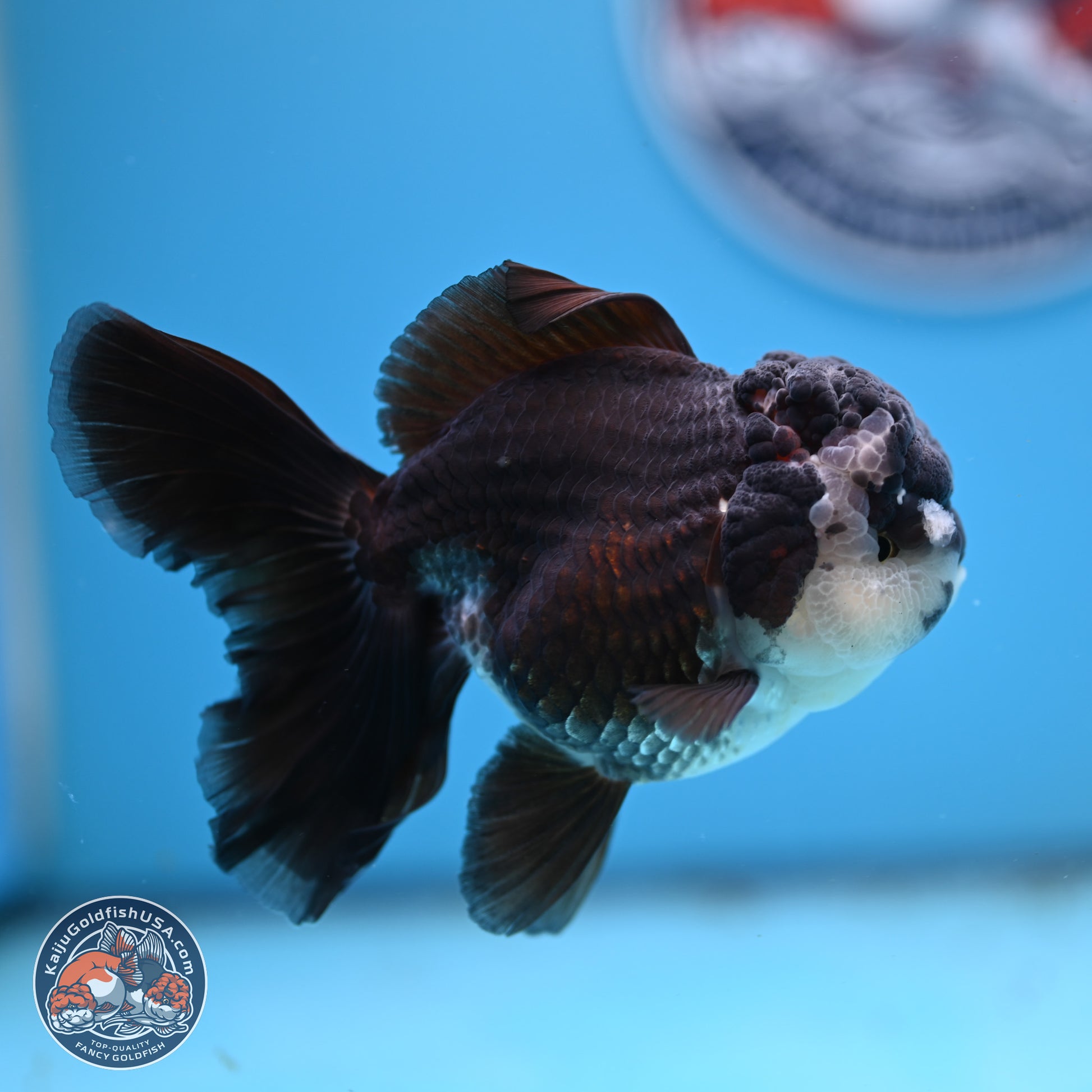 Panda Rose Tail Oranda 4.5 inches - Female (241206_OR12) - Kaiju Goldfish USA