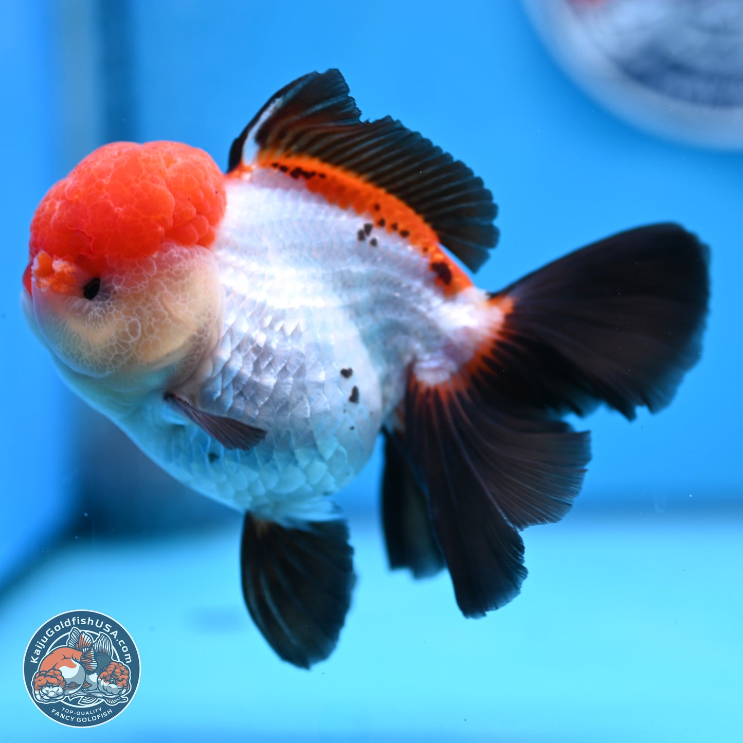 Large Tricolor Rose Tail Oranda 5.5 inches (241025_OR12) - Kaiju Goldfish USA