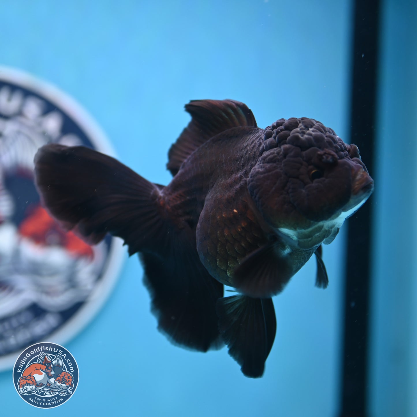 Black Rose Tail Oranda 3-4.5 inches (240906_OR12) - Kaiju Goldfish USA