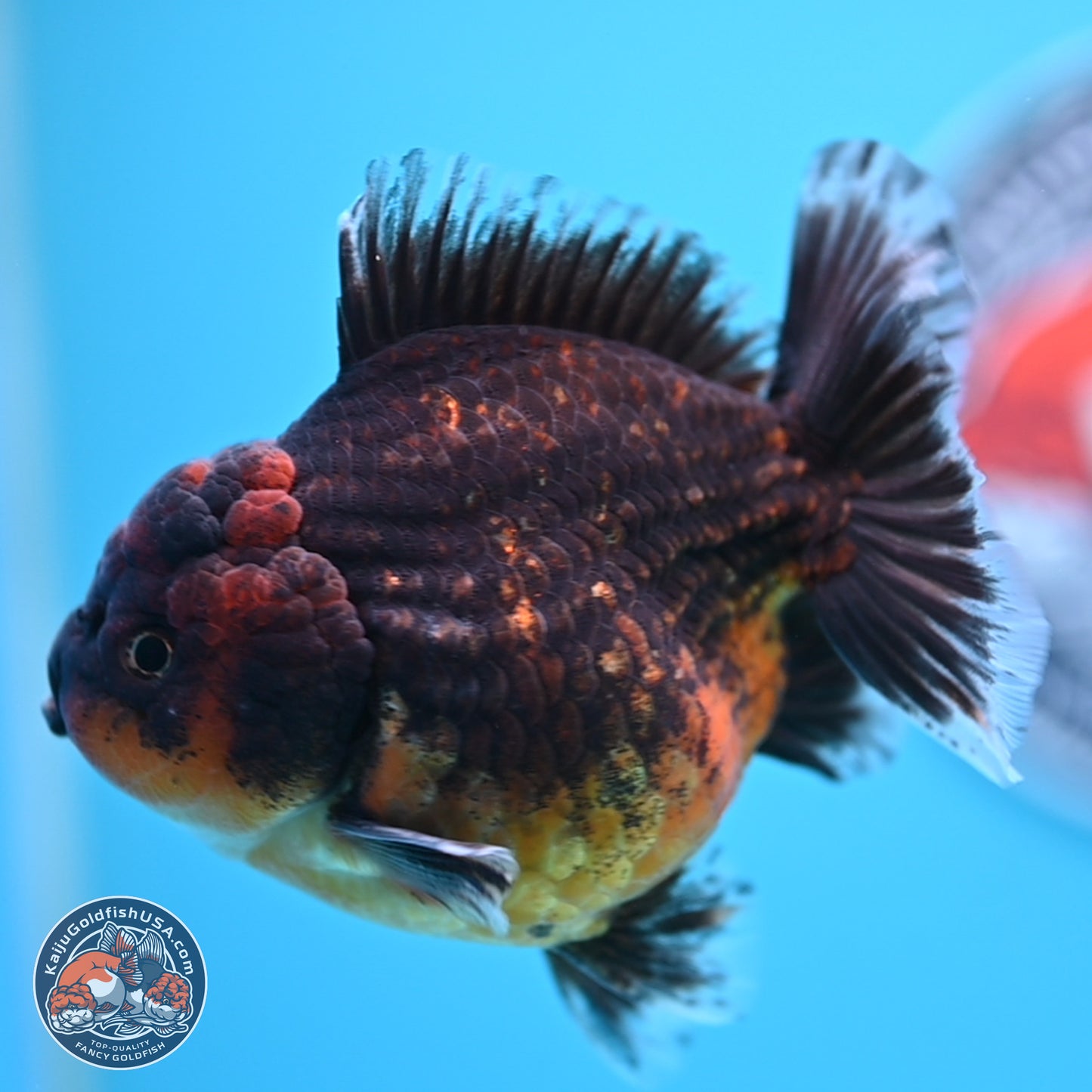 Shogun Red Kirin Oranda 4 inches Body - Female (250207_OR12)