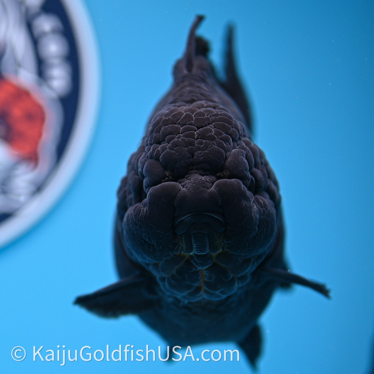 Jumbo Shogun Godzilla Jet Black Oranda 5in Body (240726_OR12) - Kaiju Goldfish USA