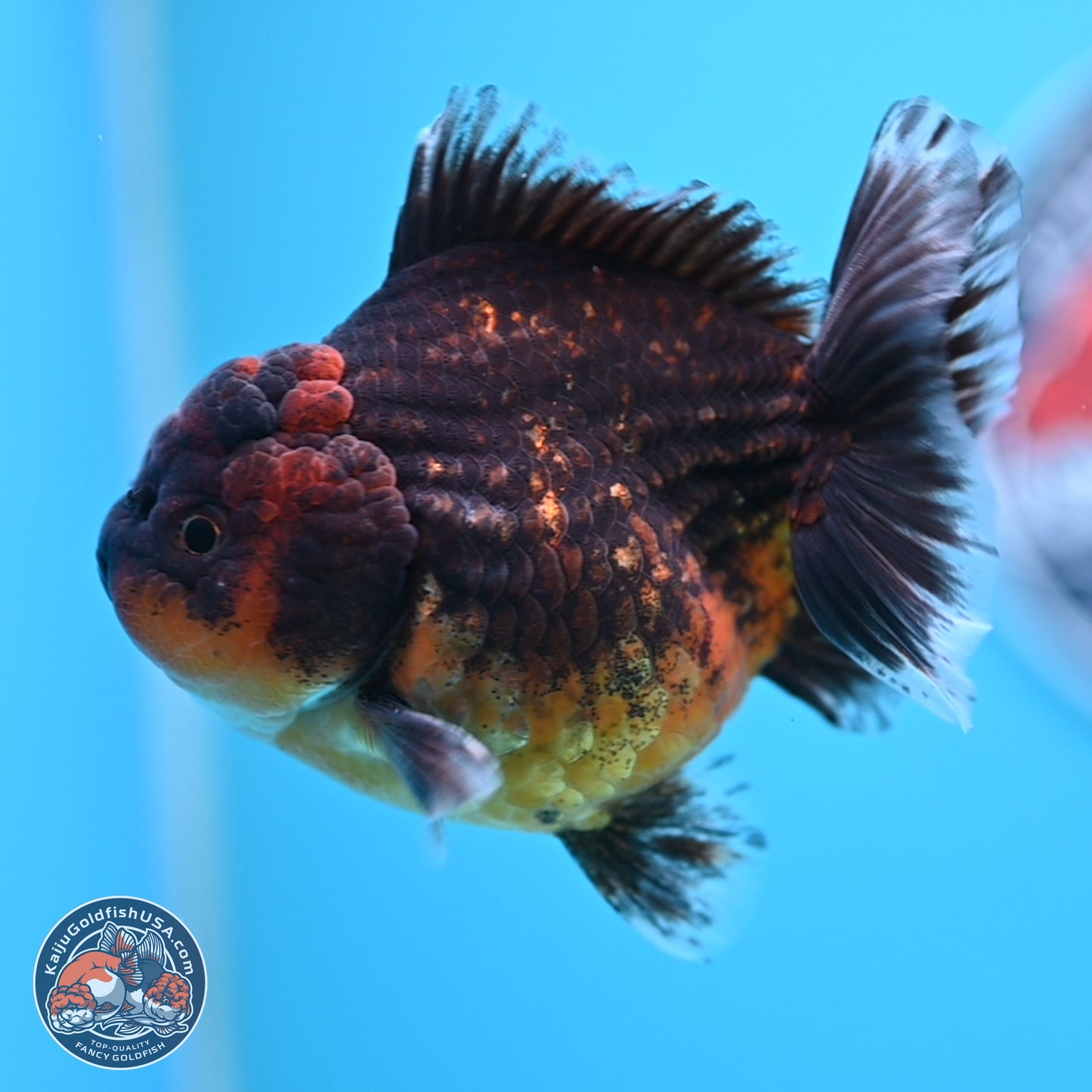 Shogun Red Kirin Oranda 4 inches Body - Female (250207_OR12)