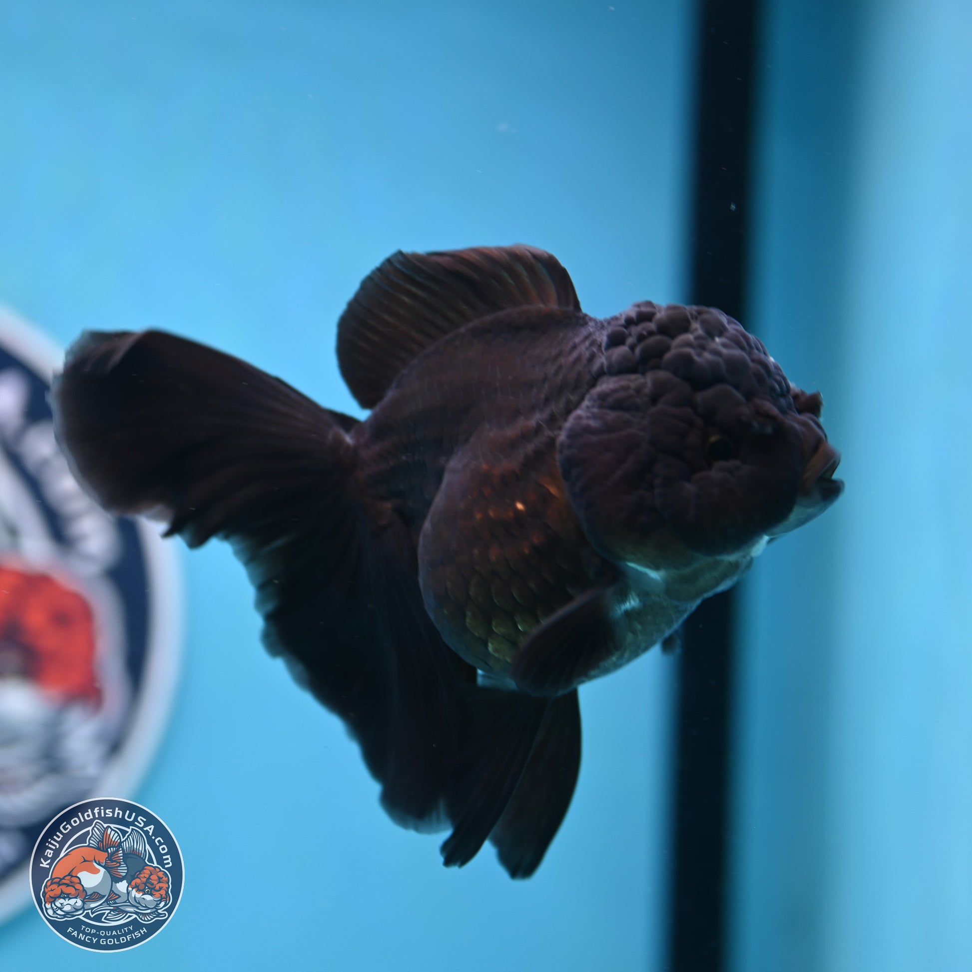 Black Rose Tail Oranda 3-4.5 inches (240906_OR12) - Kaiju Goldfish USA