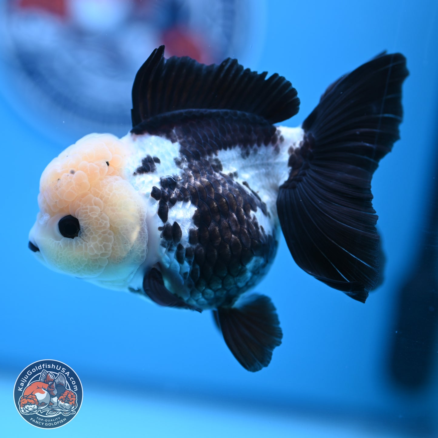 Panda Rose Tail Oranda 4.5 inches - Female (241122_OR12) - Kaiju Goldfish USA