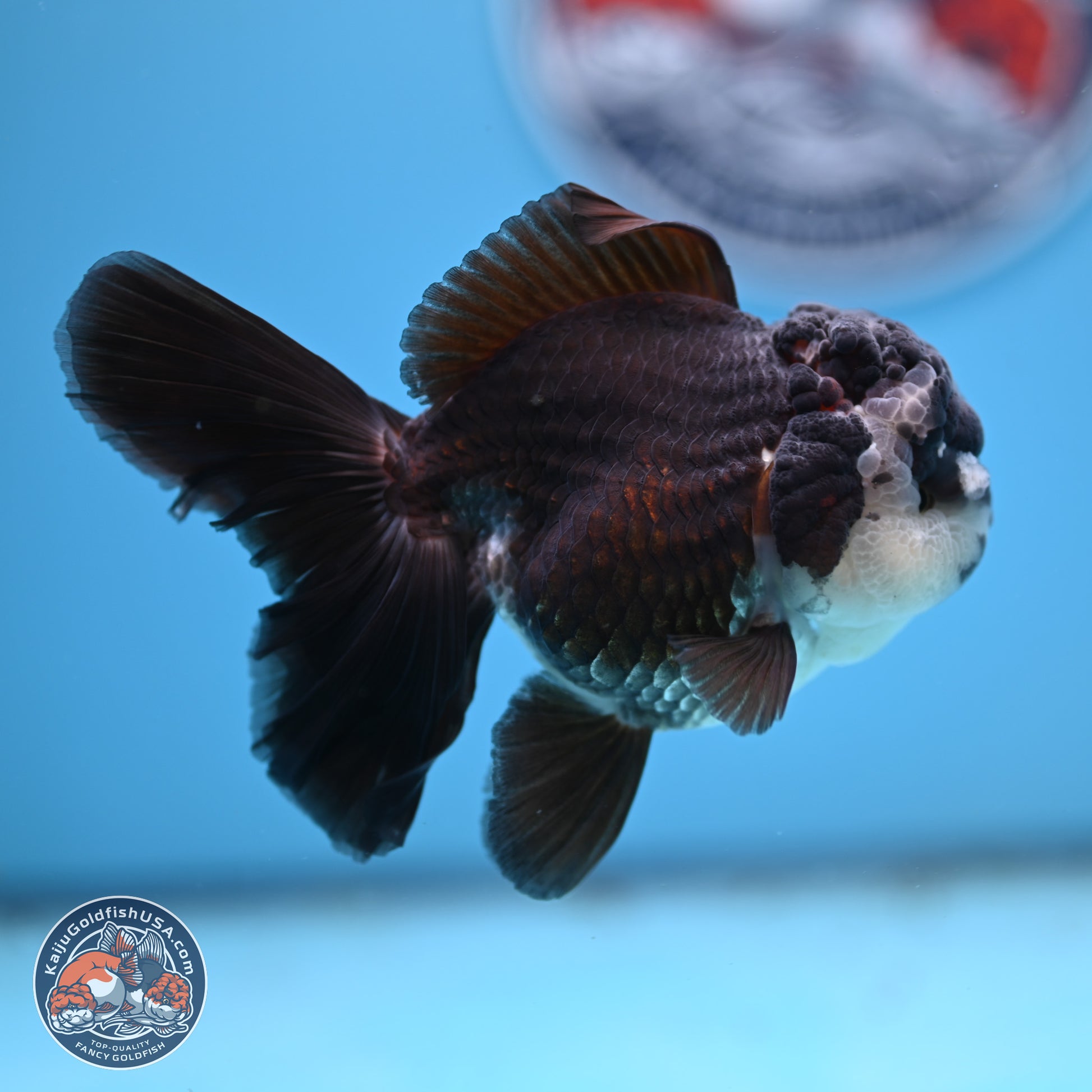 Panda Rose Tail Oranda 4.5 inches - Female (241206_OR12) - Kaiju Goldfish USA