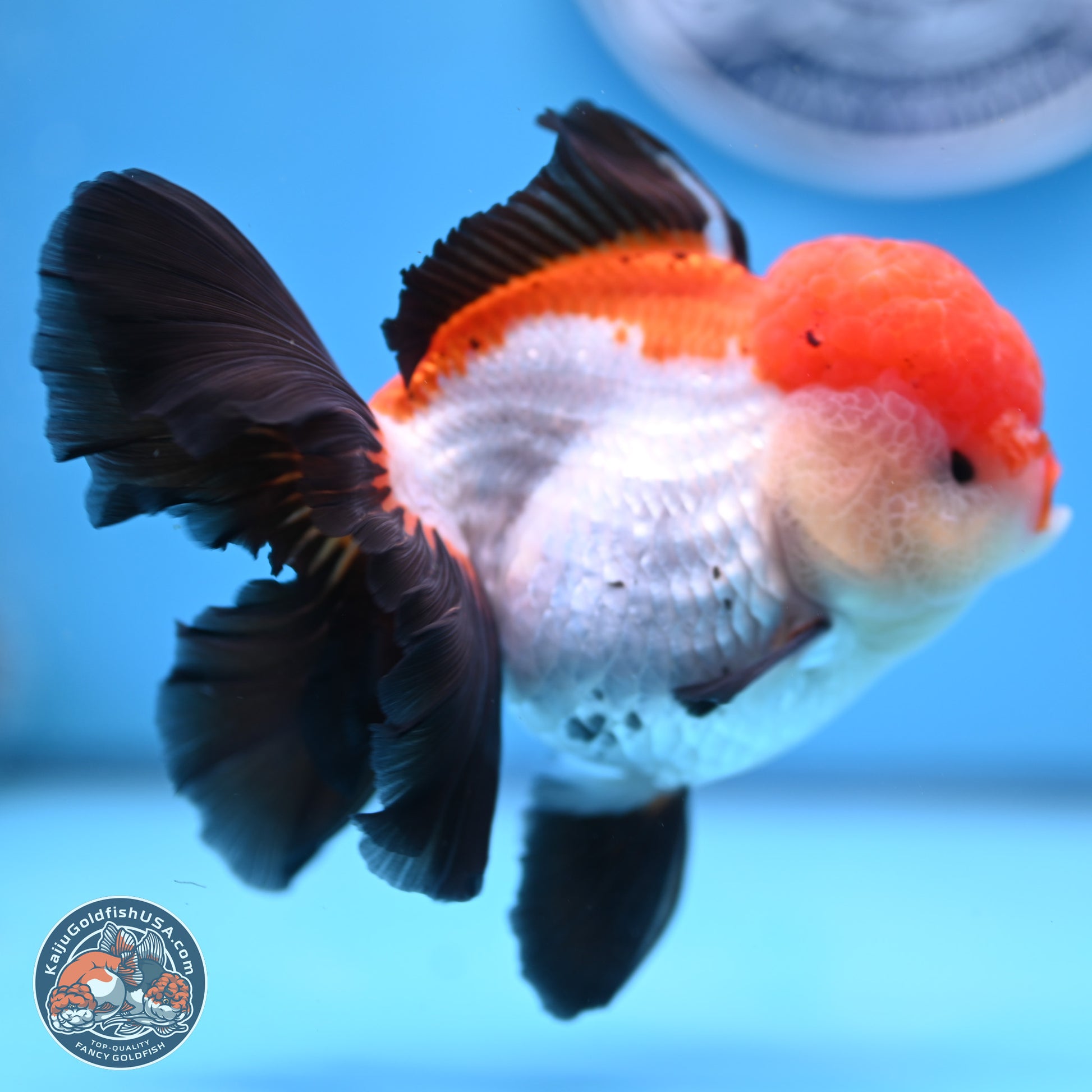 Large Tricolor Rose Tail Oranda 5.5 inches (241025_OR12) - Kaiju Goldfish USA