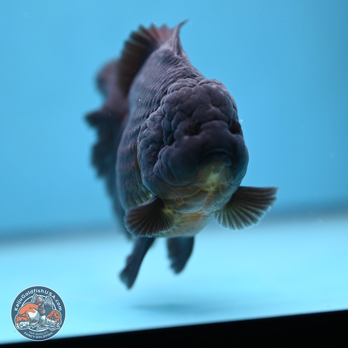 Jet Black Oranda 5.5 inches - Female (241115_OR12) - Kaiju Goldfish USA