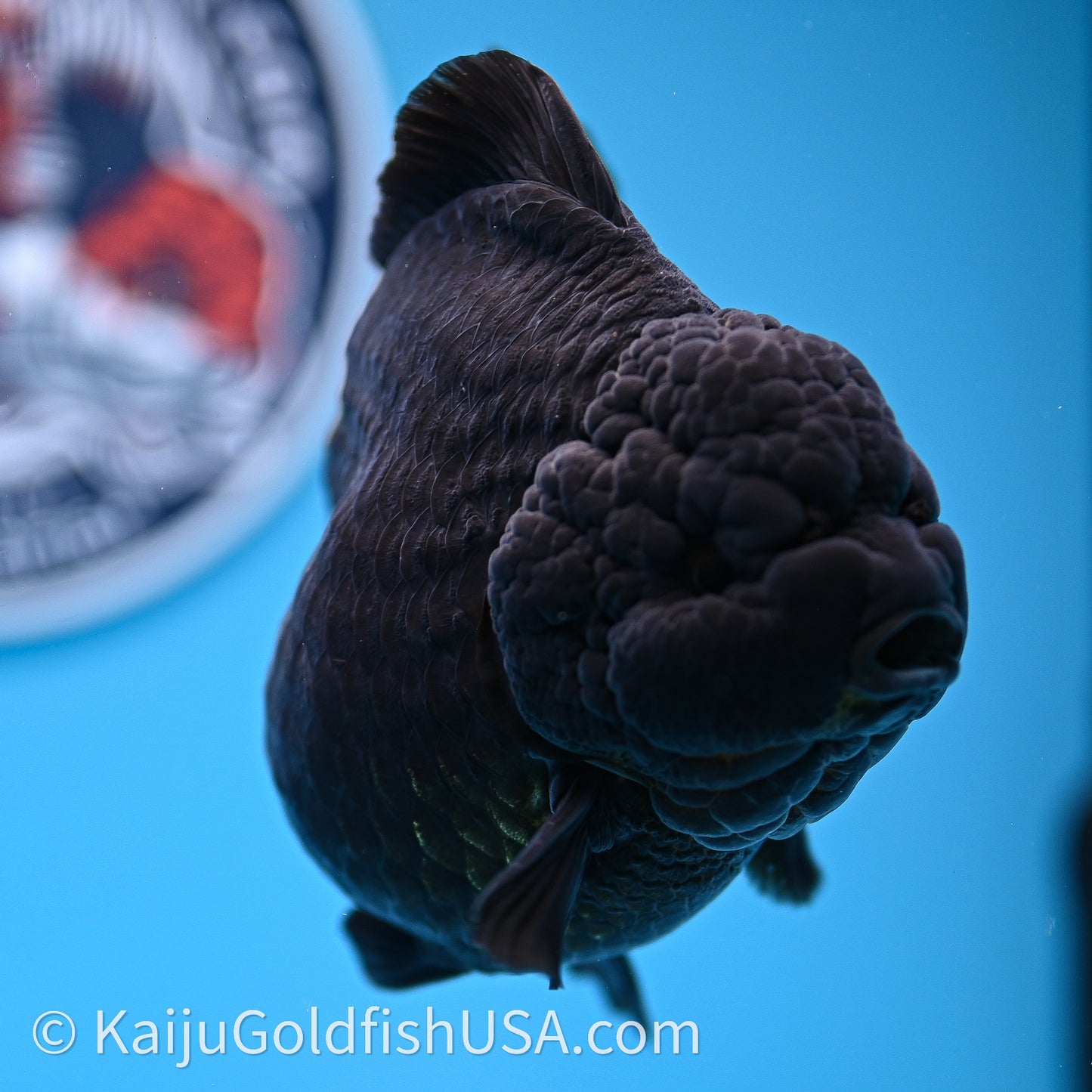 Jumbo Shogun Godzilla Jet Black Oranda 5in Body (240726_OR12) - Kaiju Goldfish USA