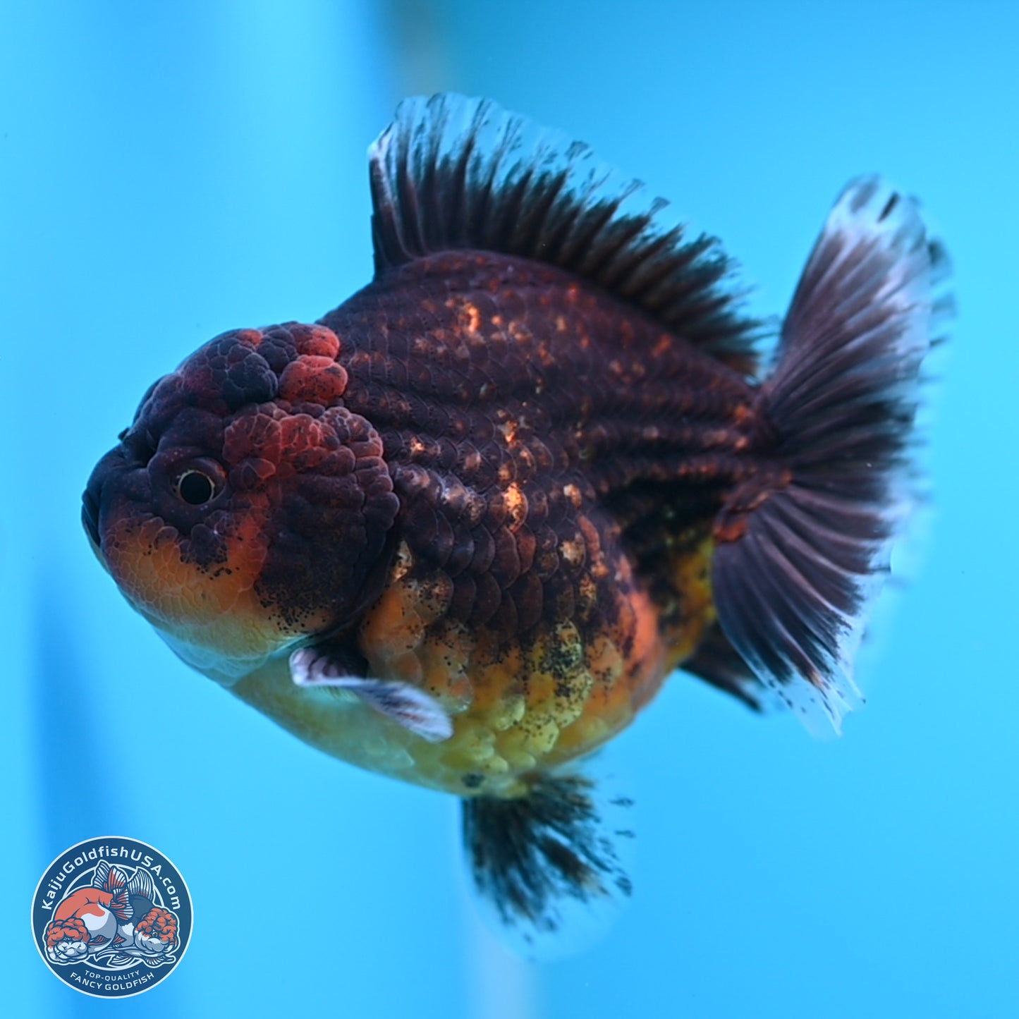 Shogun Red Kirin Oranda 4 inches Body - Female (250207_OR12)