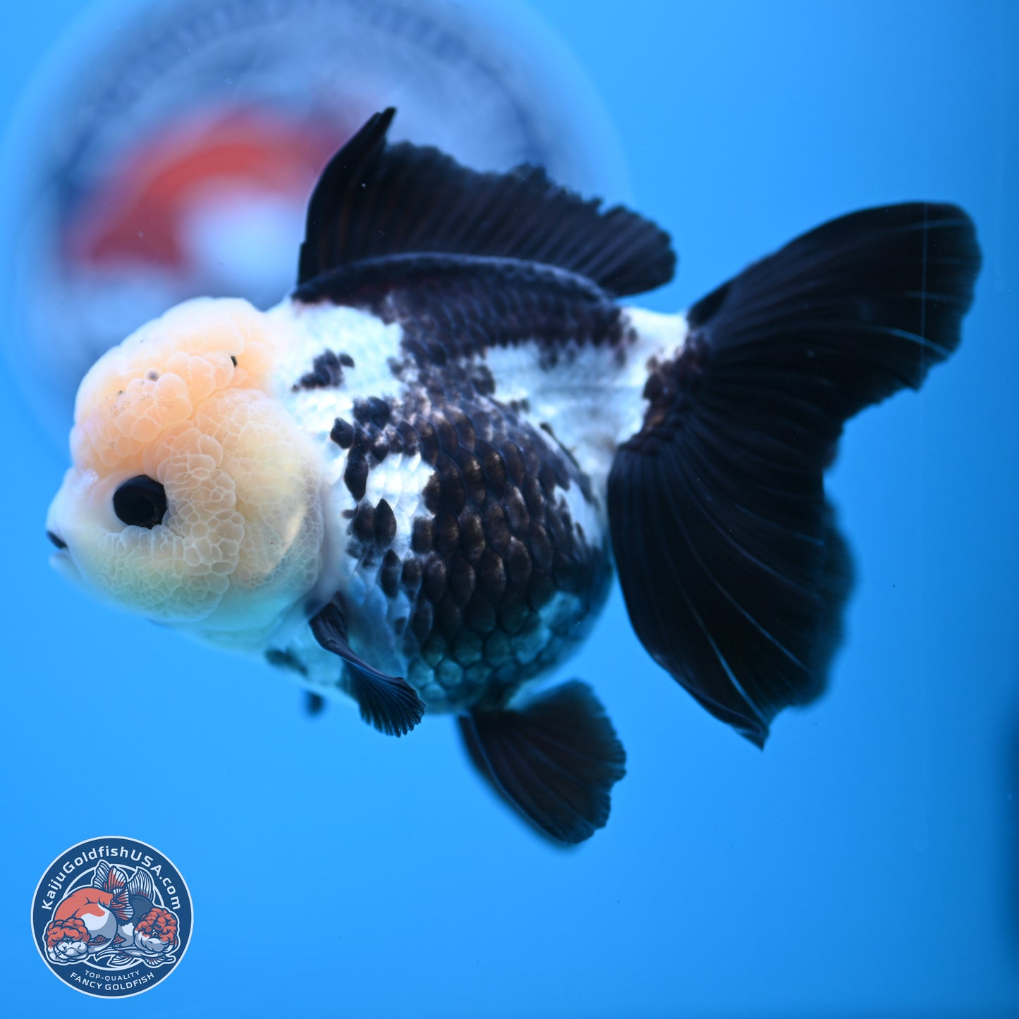 Panda Rose Tail Oranda 4.5 inches - Female (241122_OR12) - Kaiju Goldfish USA