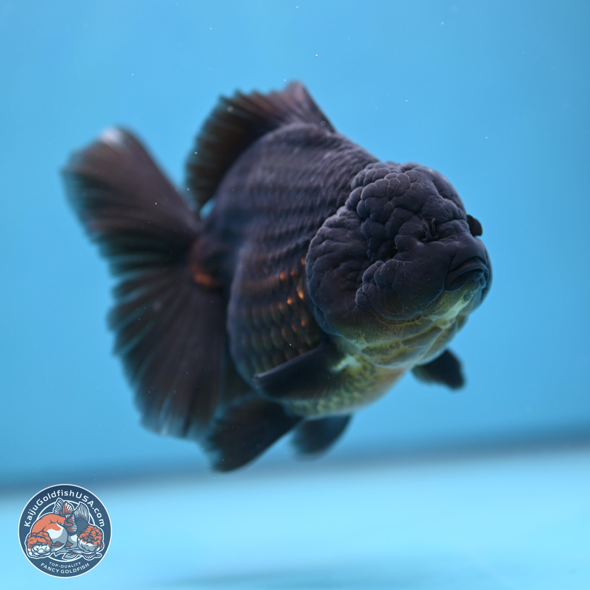 Jet Black Oranda 5.5 inches - Female (241115_OR12) - Kaiju Goldfish USA