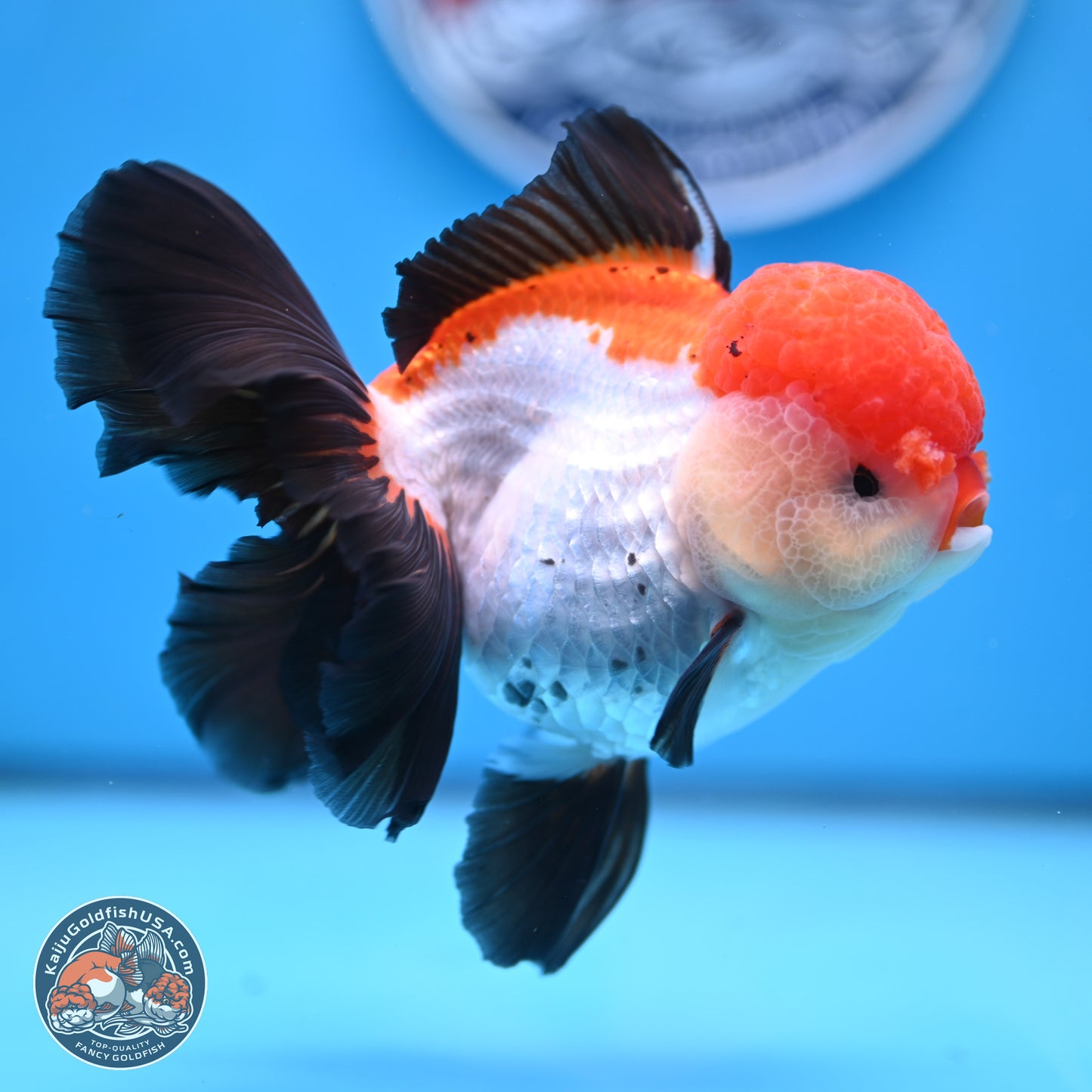 Large Tricolor Rose Tail Oranda 5.5 inches (241025_OR12) - Kaiju Goldfish USA