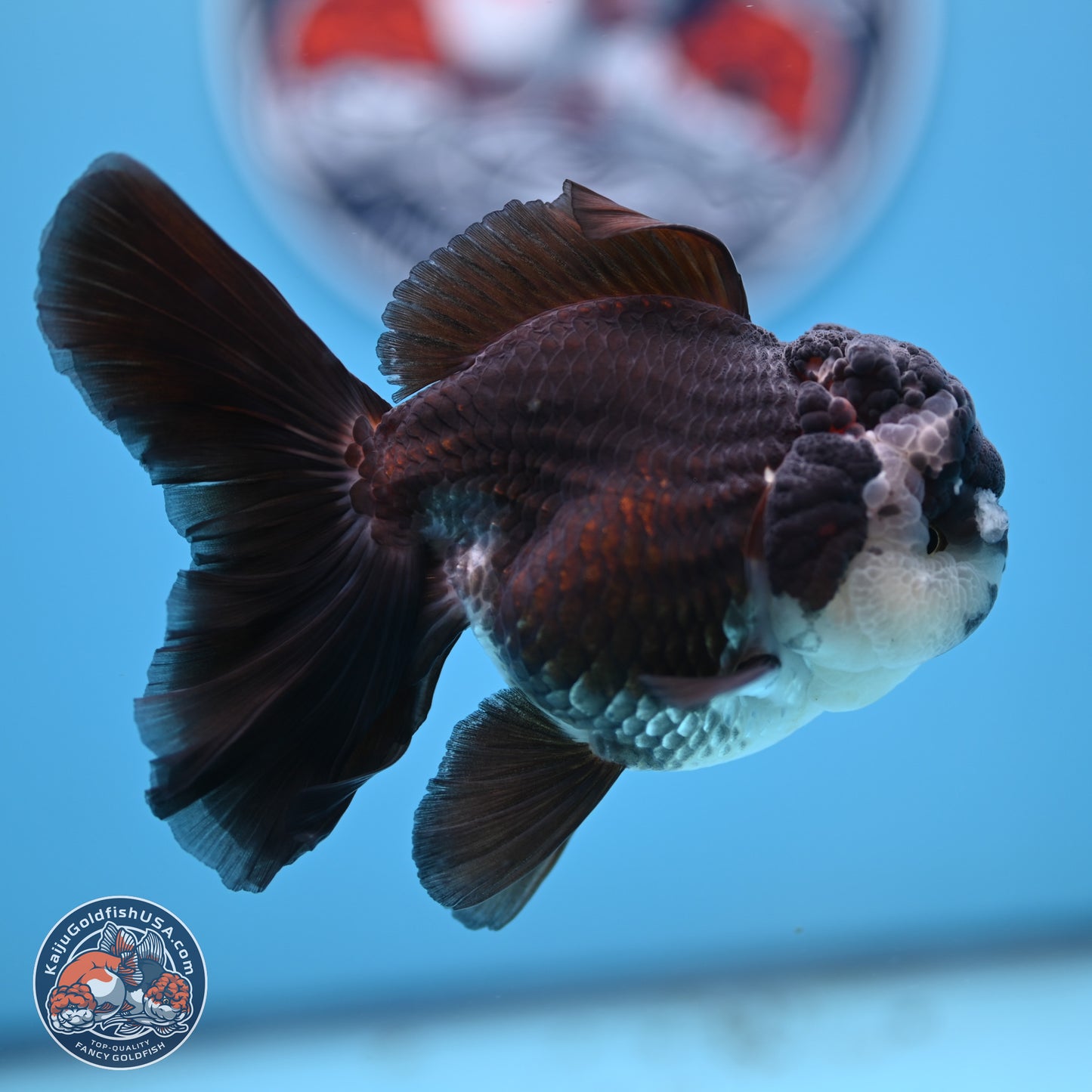 Panda Rose Tail Oranda 4.5 inches - Female (241206_OR12) - Kaiju Goldfish USA